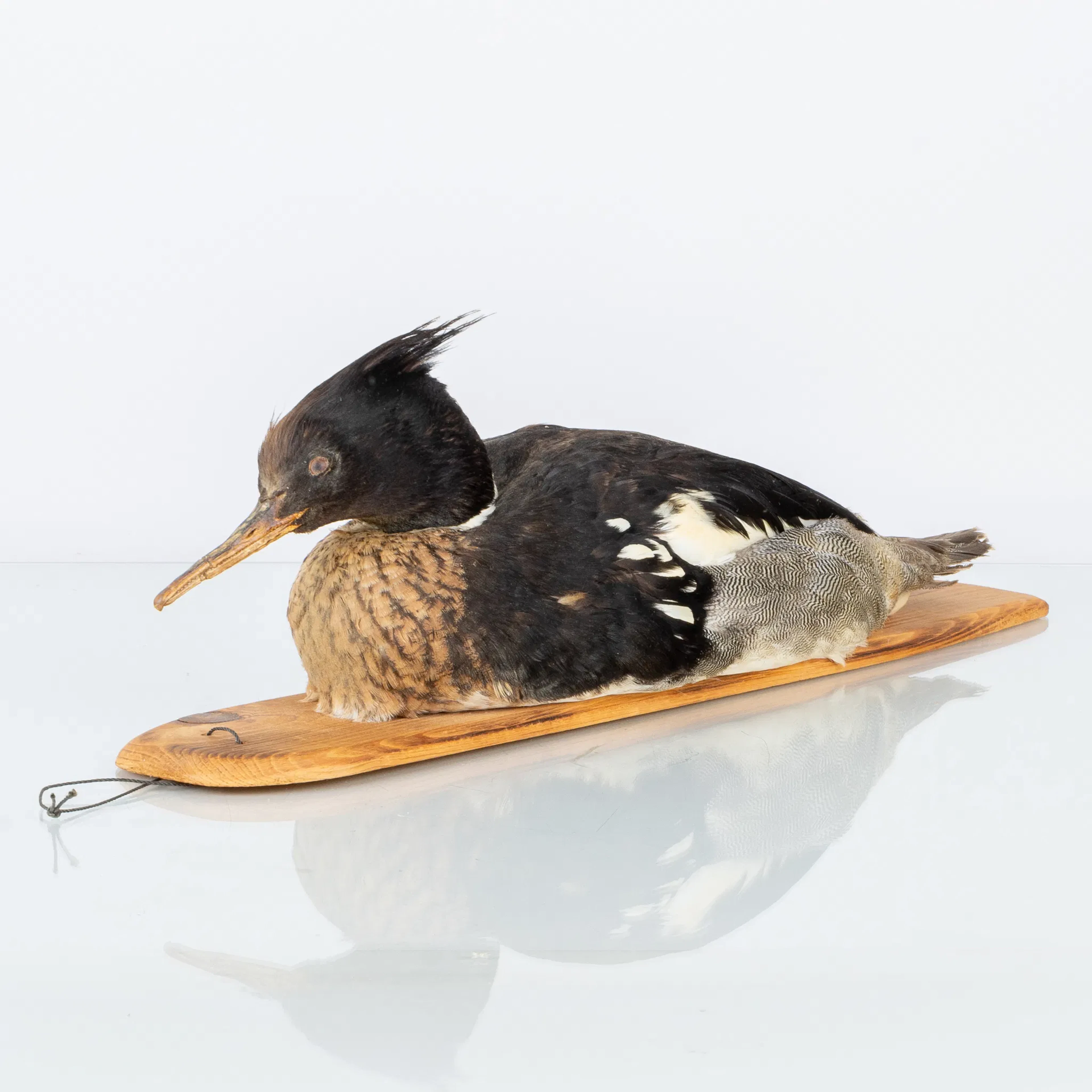 VETTE, taxidermy, scream, 1900s