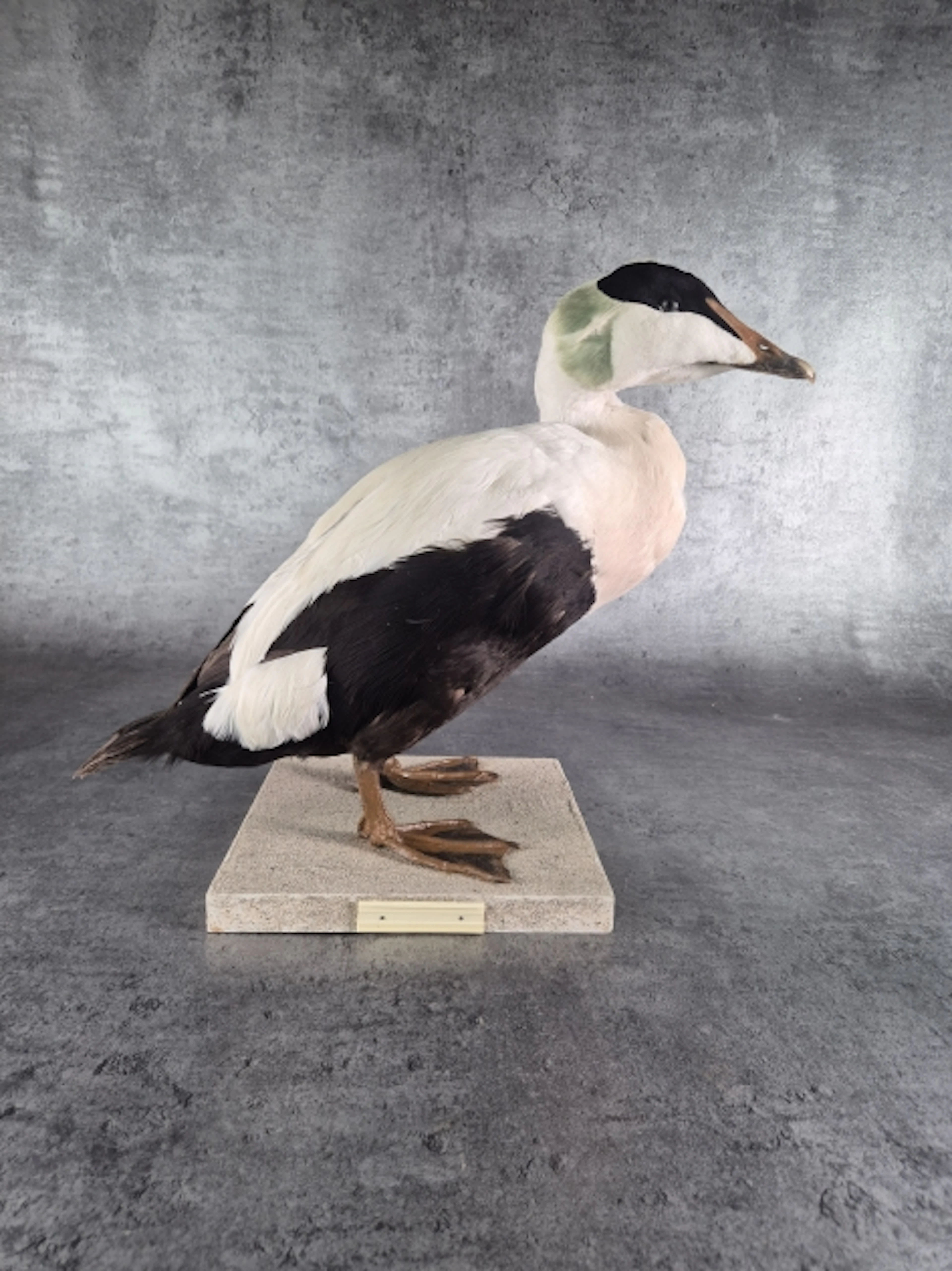 Taxidermi. Ejder.