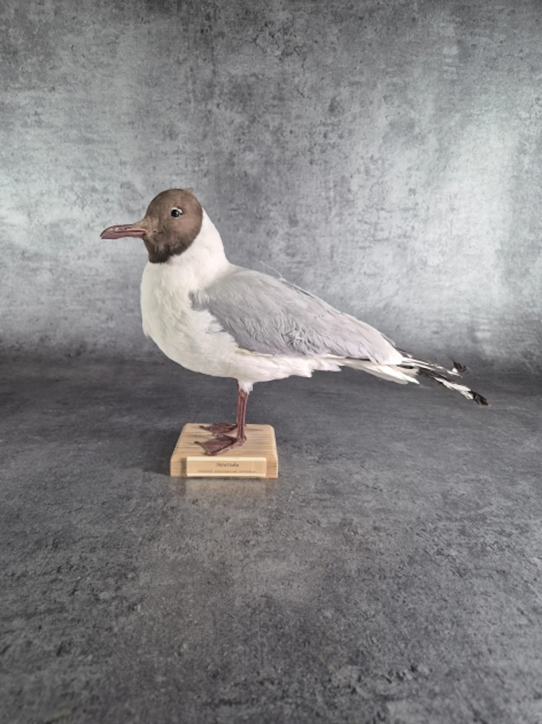 Taxidermi. Skrattmås.