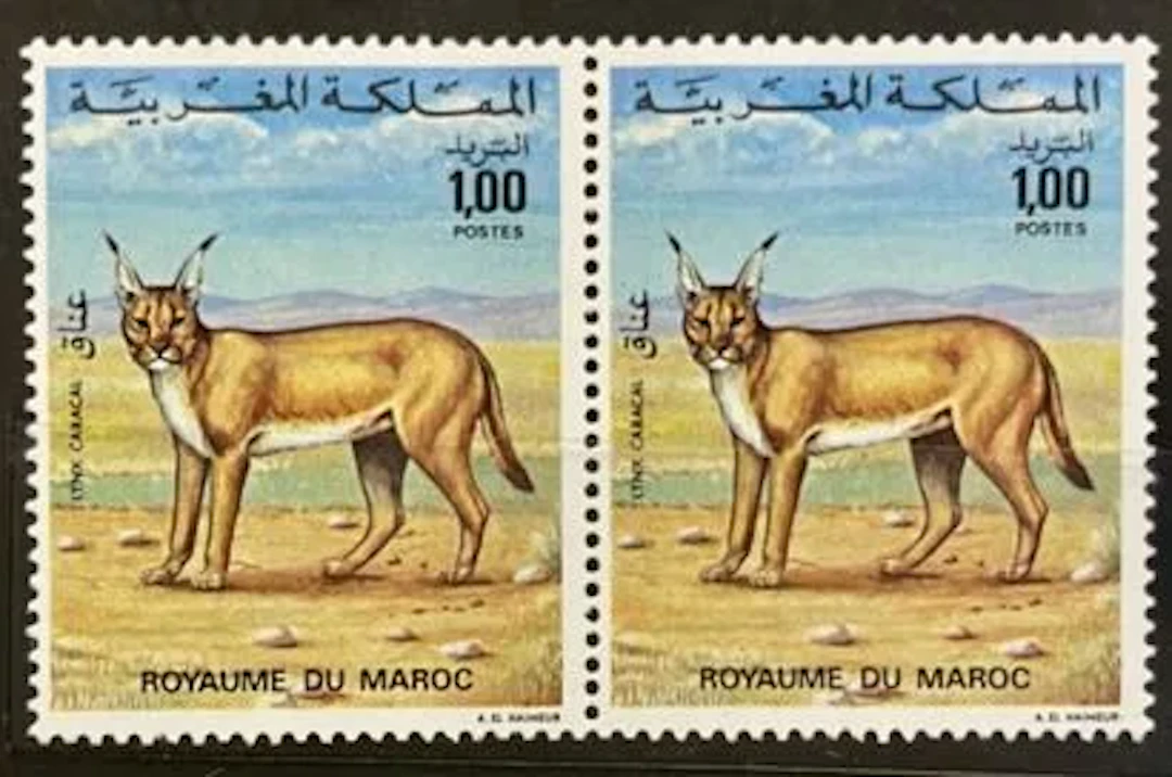 MOROCCO - Caracal, new pair - Lot 66