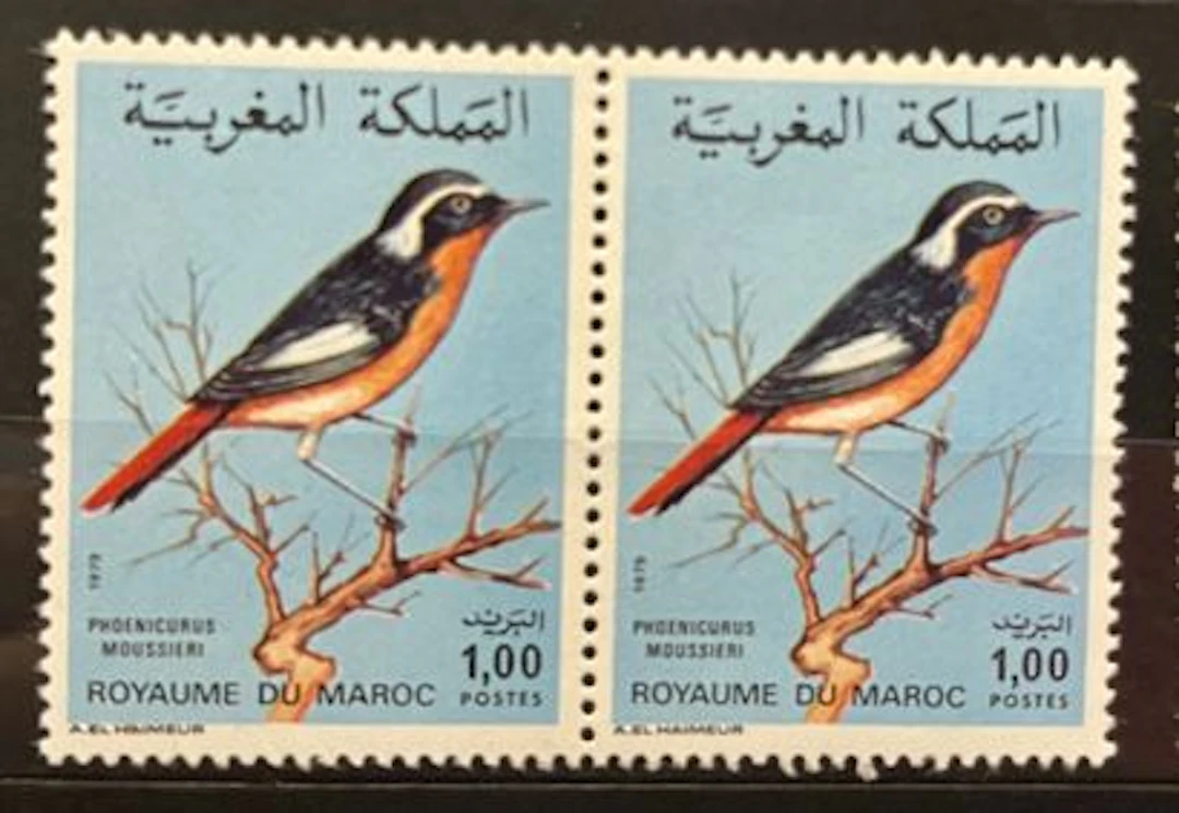 MAROC — FAUNE — PHOENICURUS MOUSSIERI - Lot 155