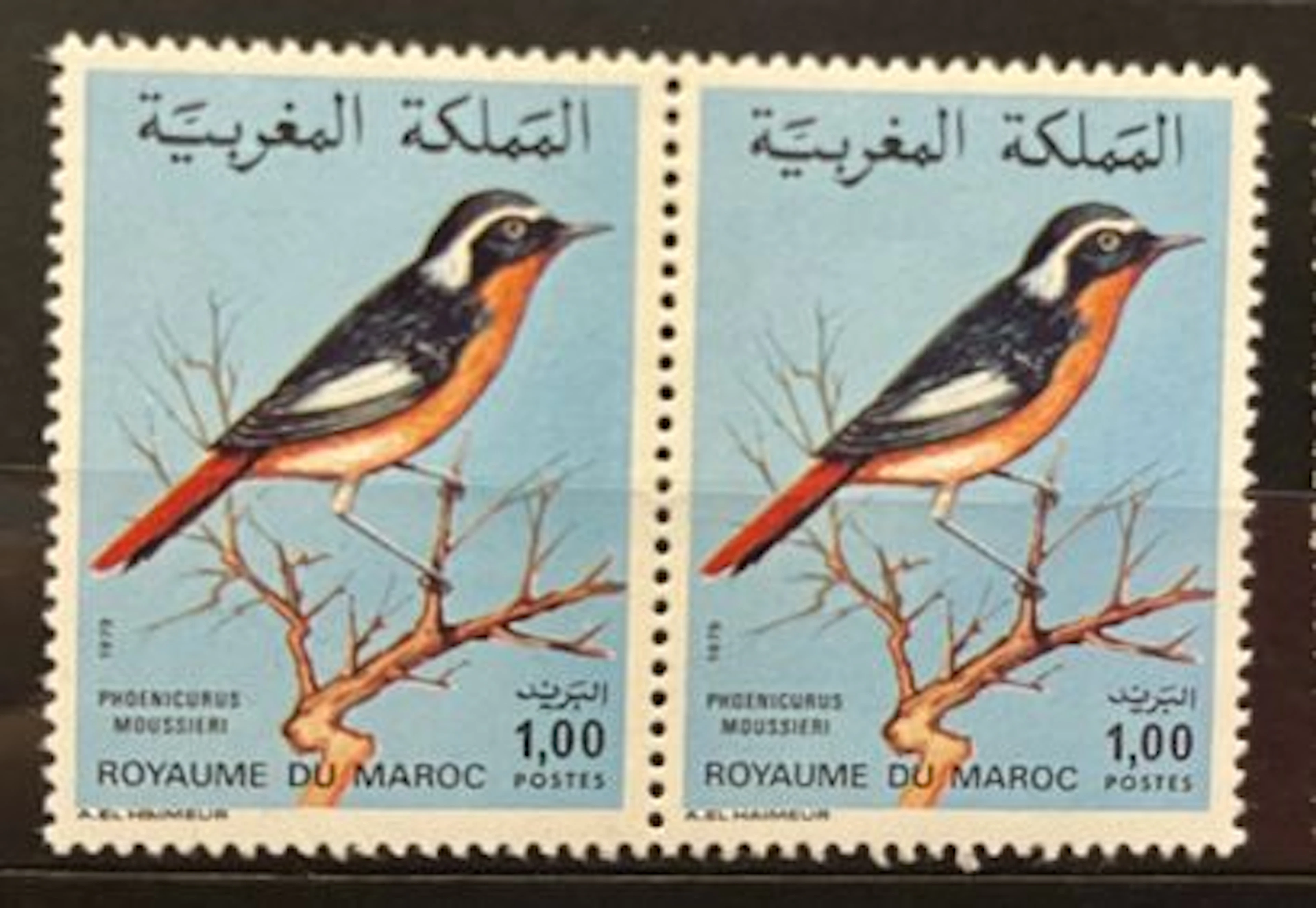 MAROC — FAUNE — PHOENICURUS MOUSSIERI - Lot 155