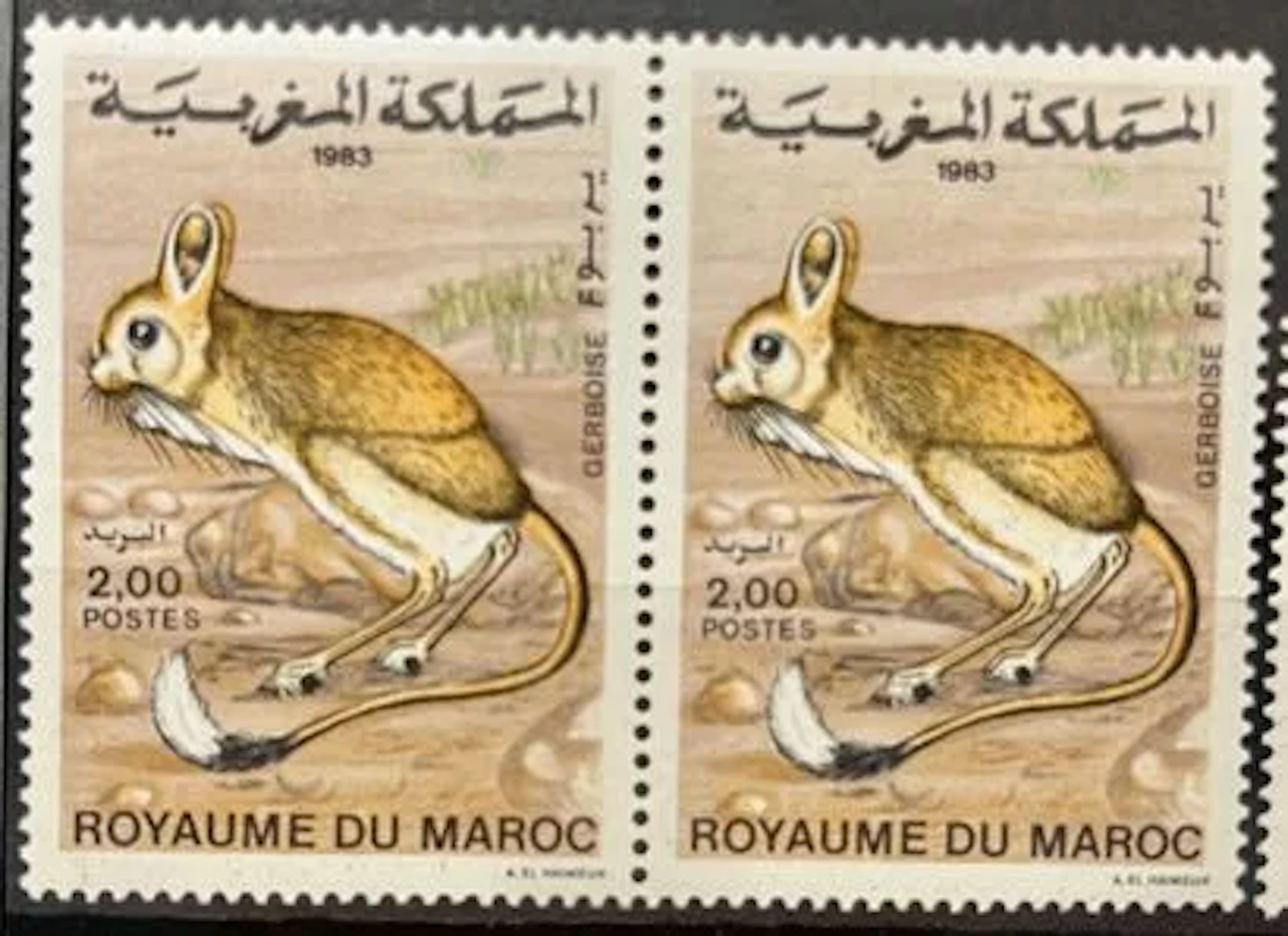 MAROC - Gerboise, faune, 1983 - Lot 53
