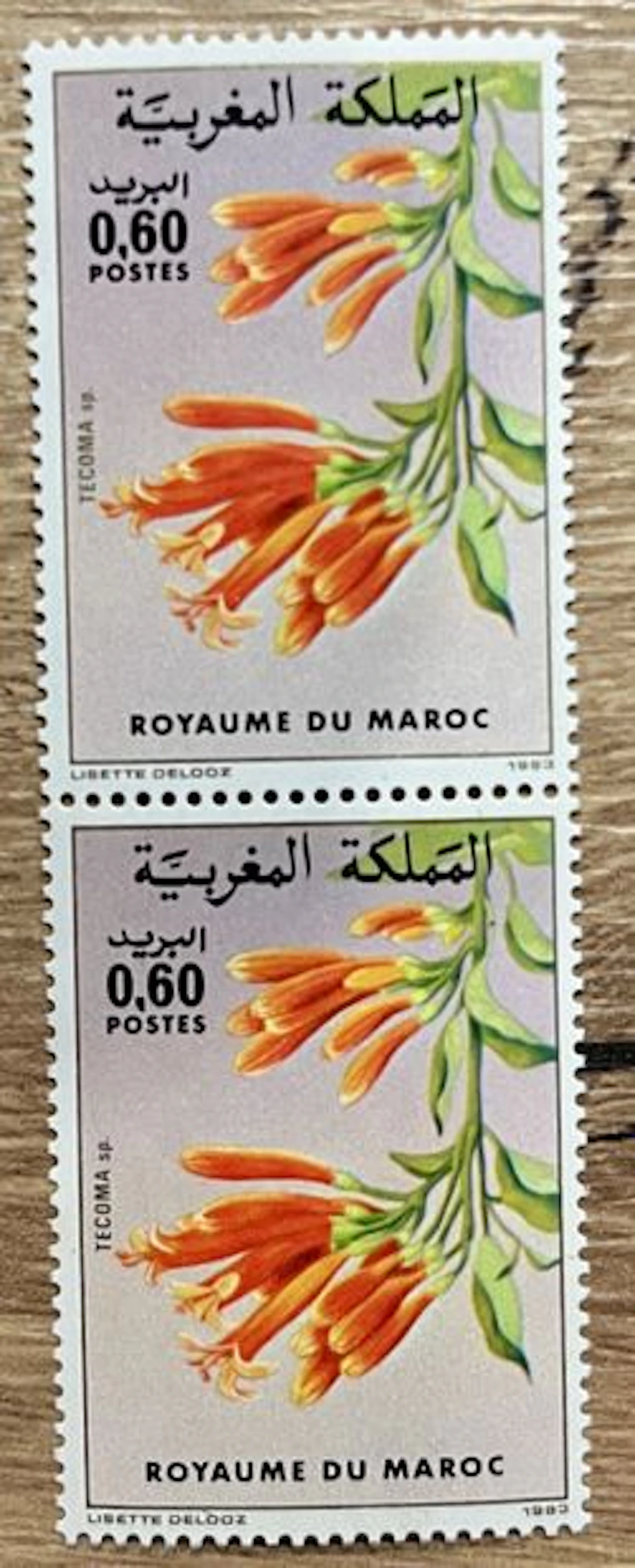 MAROC — FLORE — TECOMA SP. — 0,60 DH — 1983 - Lot 164