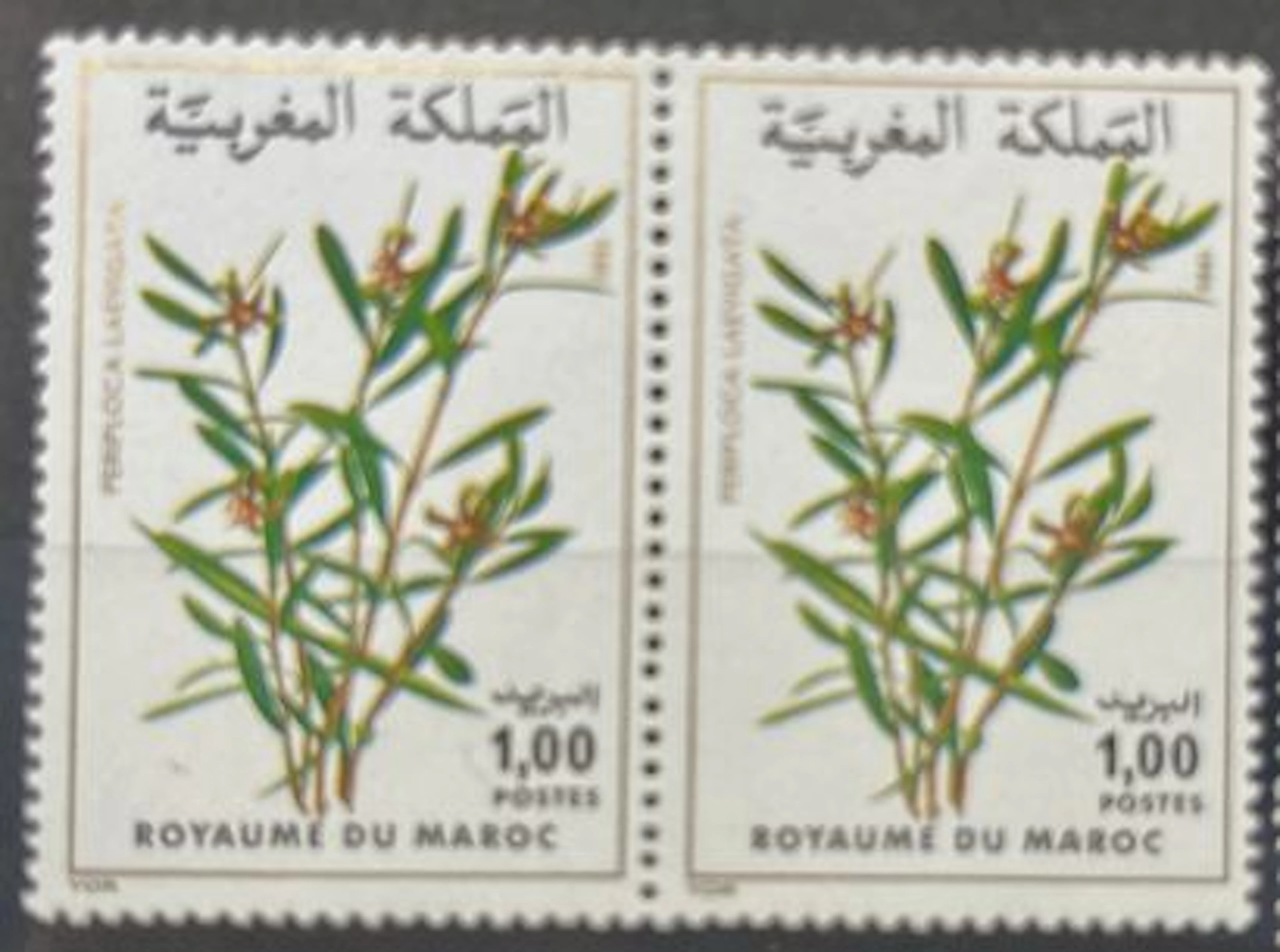 MAROC — FLORE : PERIPLOCA LAEVIGATA — 1981 - Lot 167