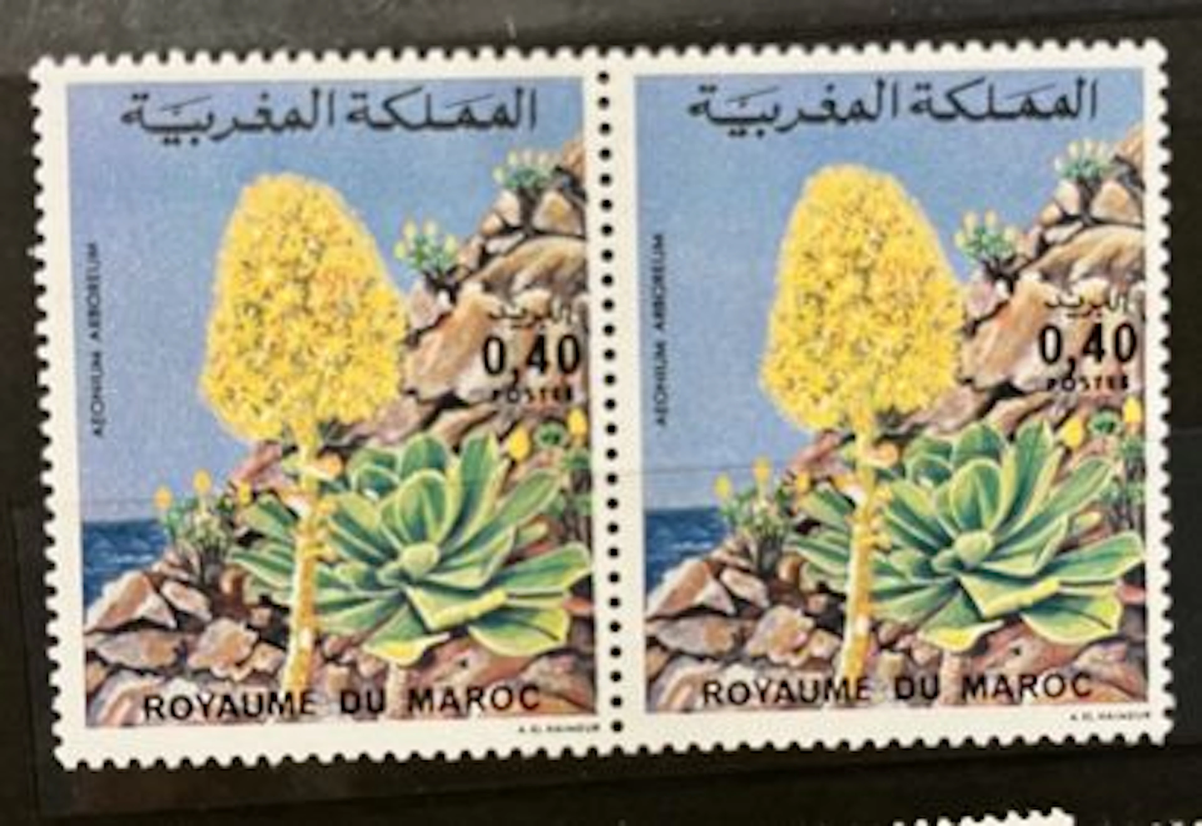MAROC — FLORE — AEONIUM ARBOREUM — 0,40 - Lot 158