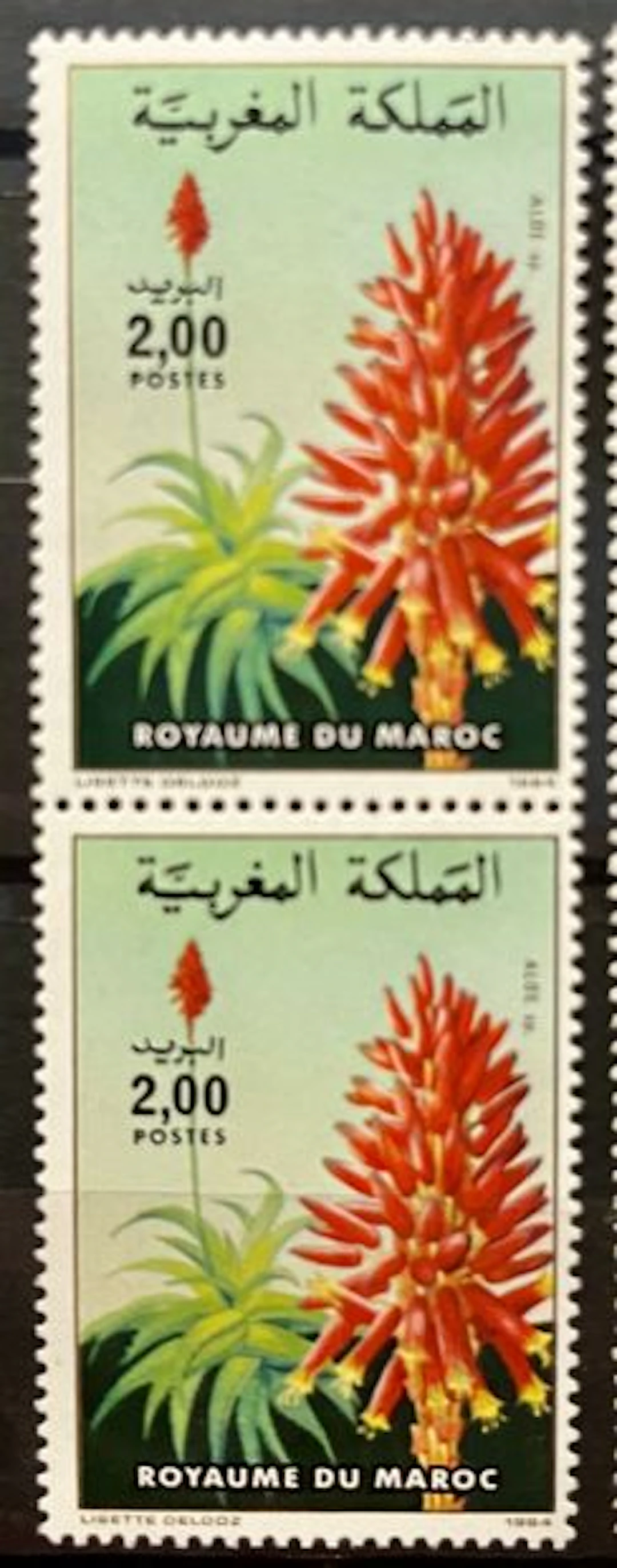 MAROC - Aloe sp., flore, 1984 - Lot 37