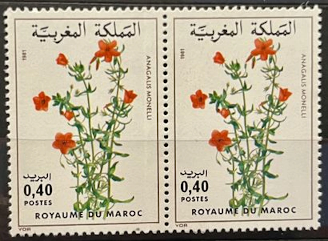 MAROC — FLORE : ANAGALLIS MONELLI — 1981 - Lot 165