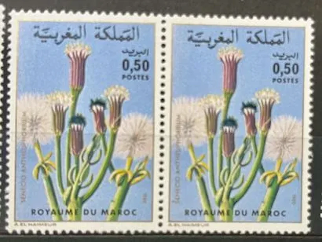 MAROC — FLORE : SENECIO ANTEUPHORBIUM — 1981 - Lot 168