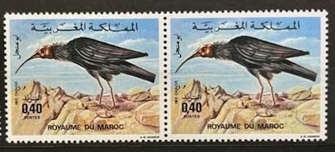 MOROCCO - Bald Ibis, new pair - Lot 54