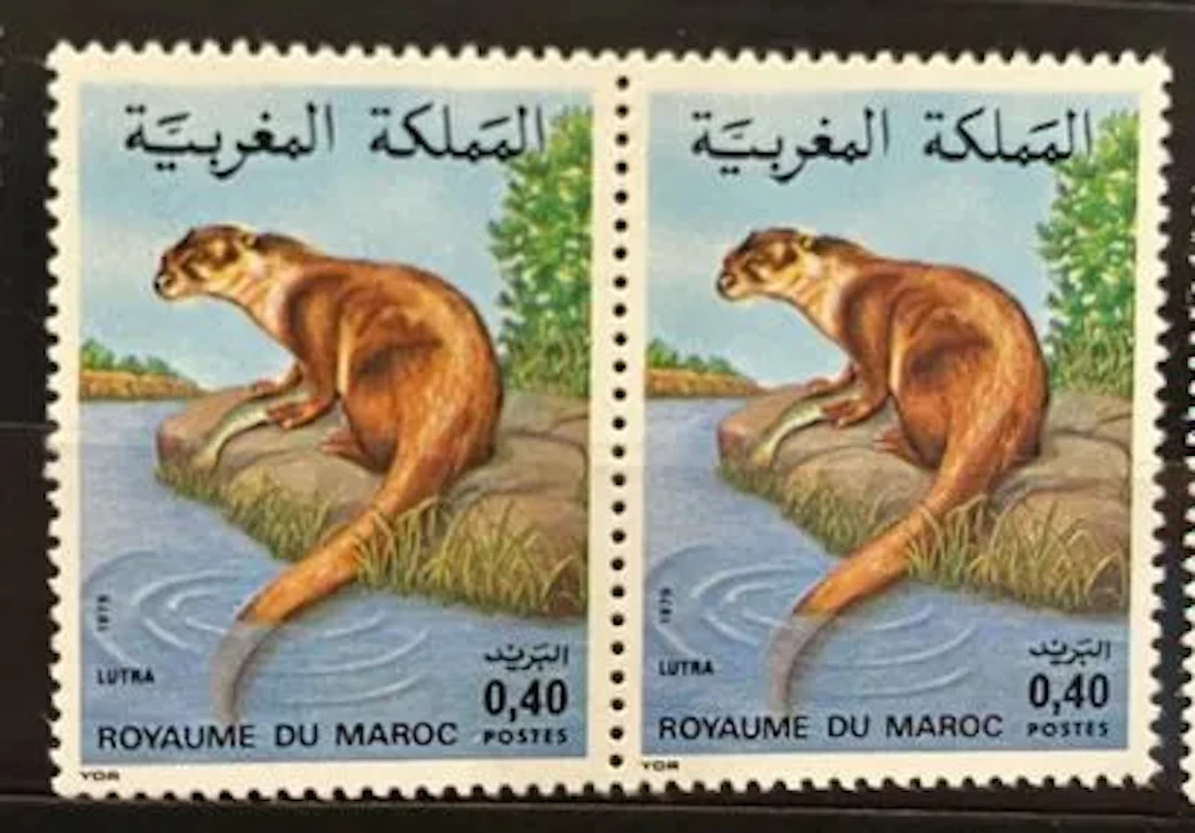 MOROCCO — WILDLIFE — OTTER - Lot 154