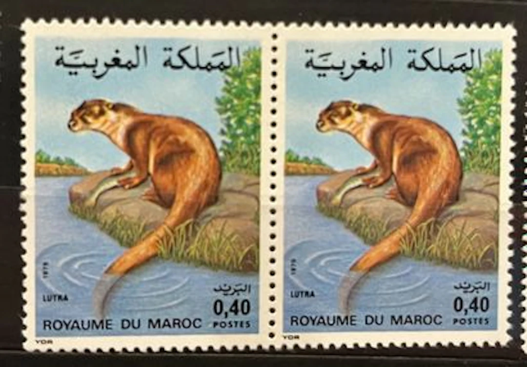 MAROC — FAUNE — LUTRA - Lot 154