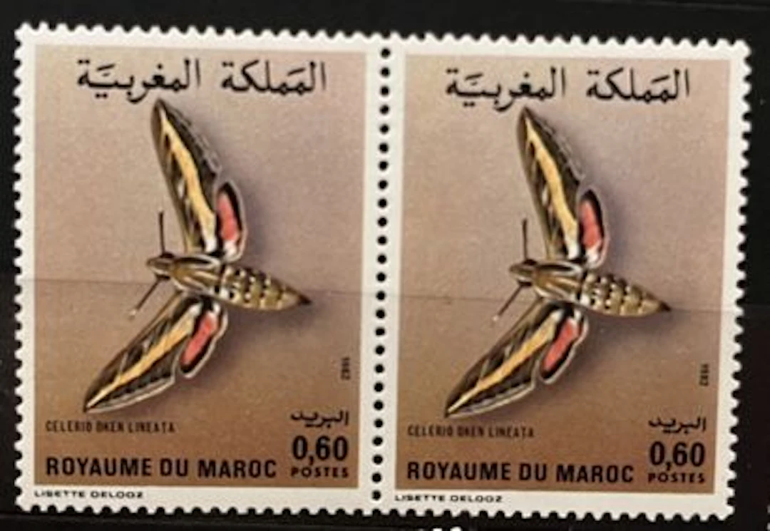 MAROC — PAPILLON — CELERIO O. LINEATA — 0,60 DH — 1982 - Lot 262