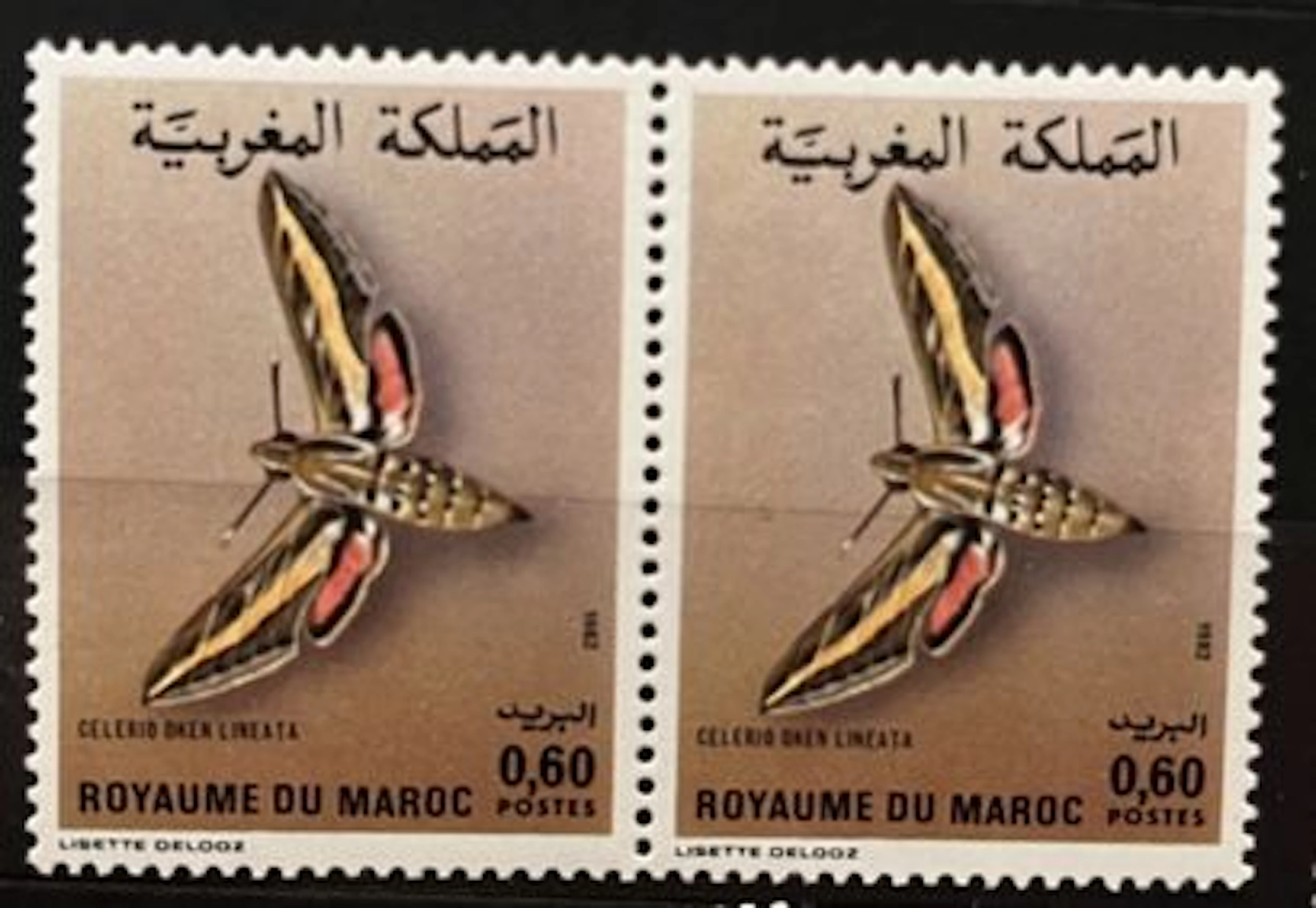 MAROC — PAPILLON — CELERIO O. LINEATA — 0,60 DH — 1982 - Lot 262