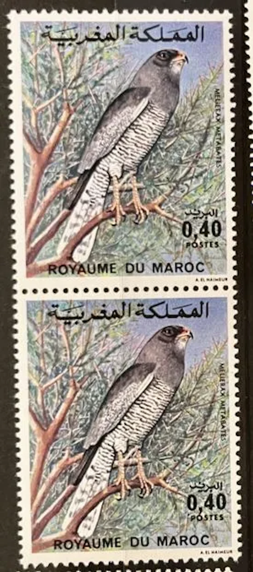 MOROCCO - Ring Ouzel / Melierax metabates, new pair - Lot 40