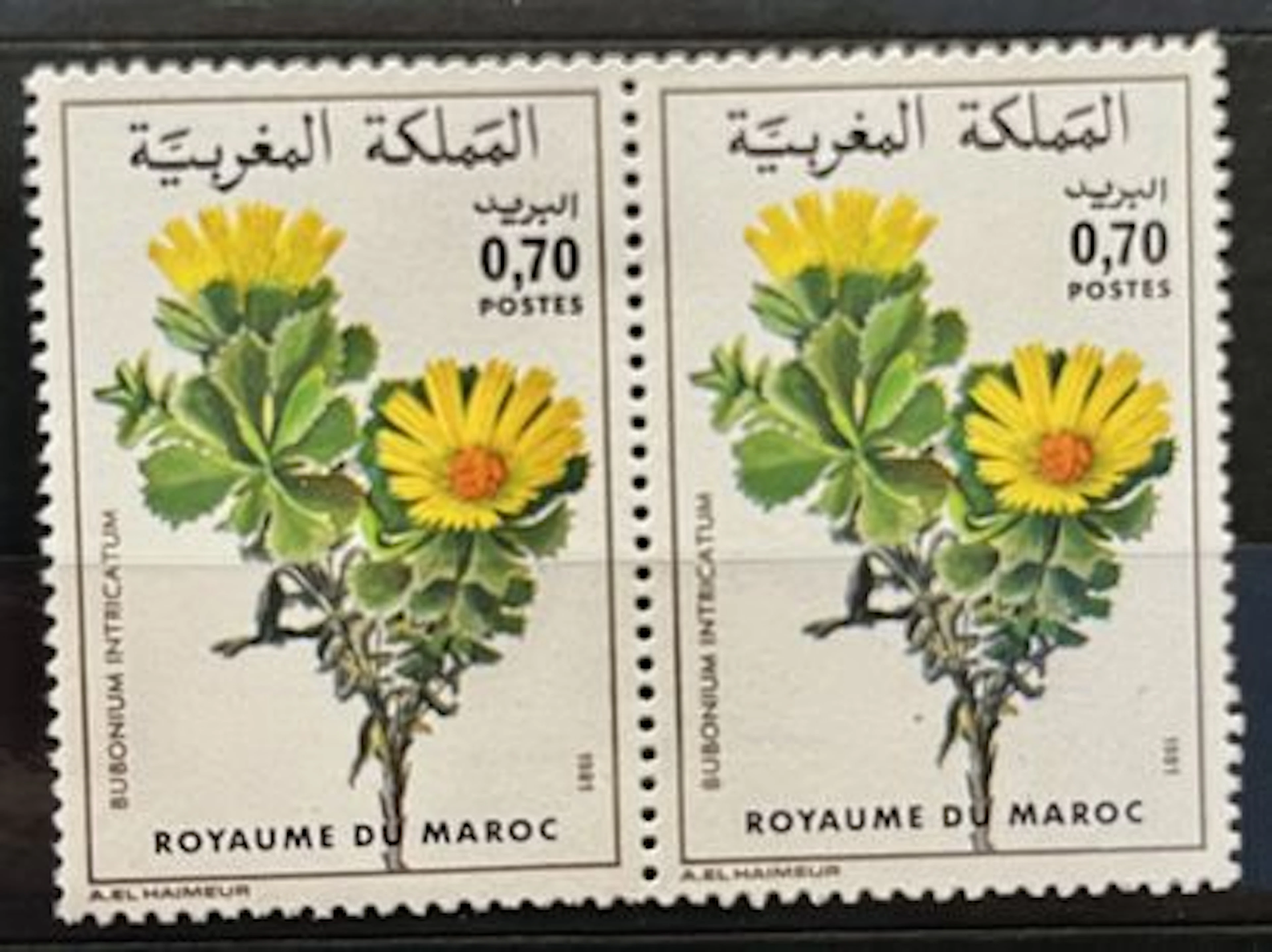 MAROC — FLORE : BUPLEURUM INTRICATUM — 1981 - Lot 166