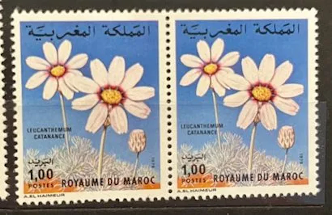 MAROC — FLORE — LEUCANTHEMUM CATANANCHE - Lot 162