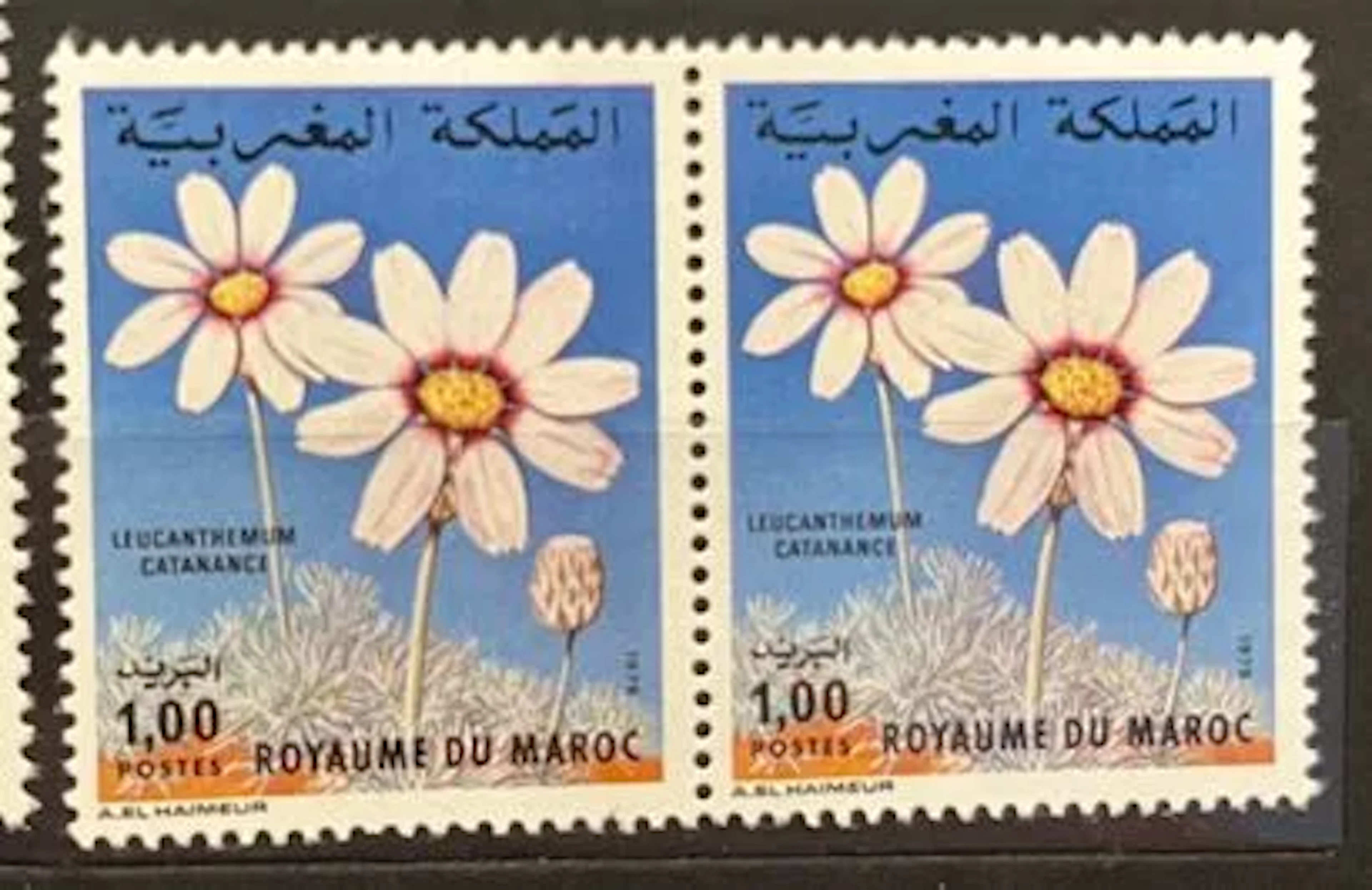 MOROCCO — FLORA — LEUCANTHEMUM CATANANCHE - Lot 162