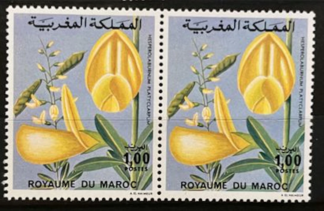 MAROC — FLORE — HESPEROLABURNUM PLATYCARPUM — 1,00 - Lot 160
