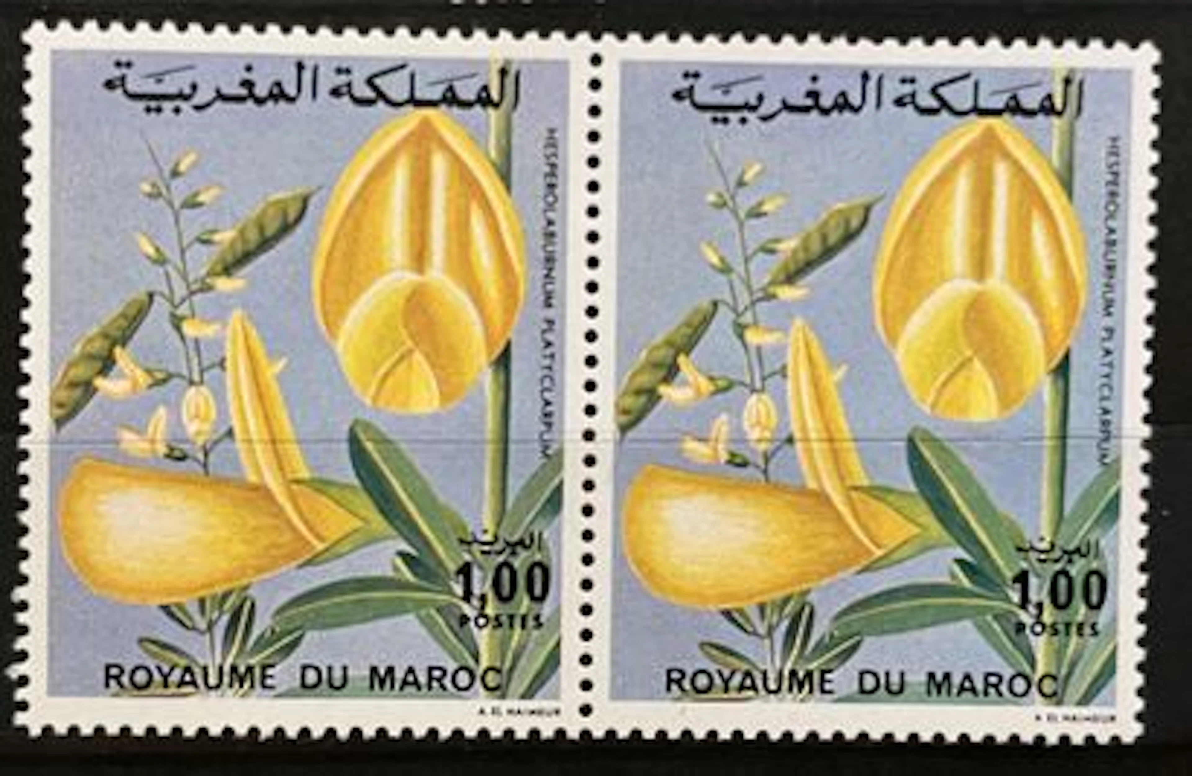 MAROC — FLORE — HESPEROLABURNUM PLATYCARPUM — 1,00 - Lot 160