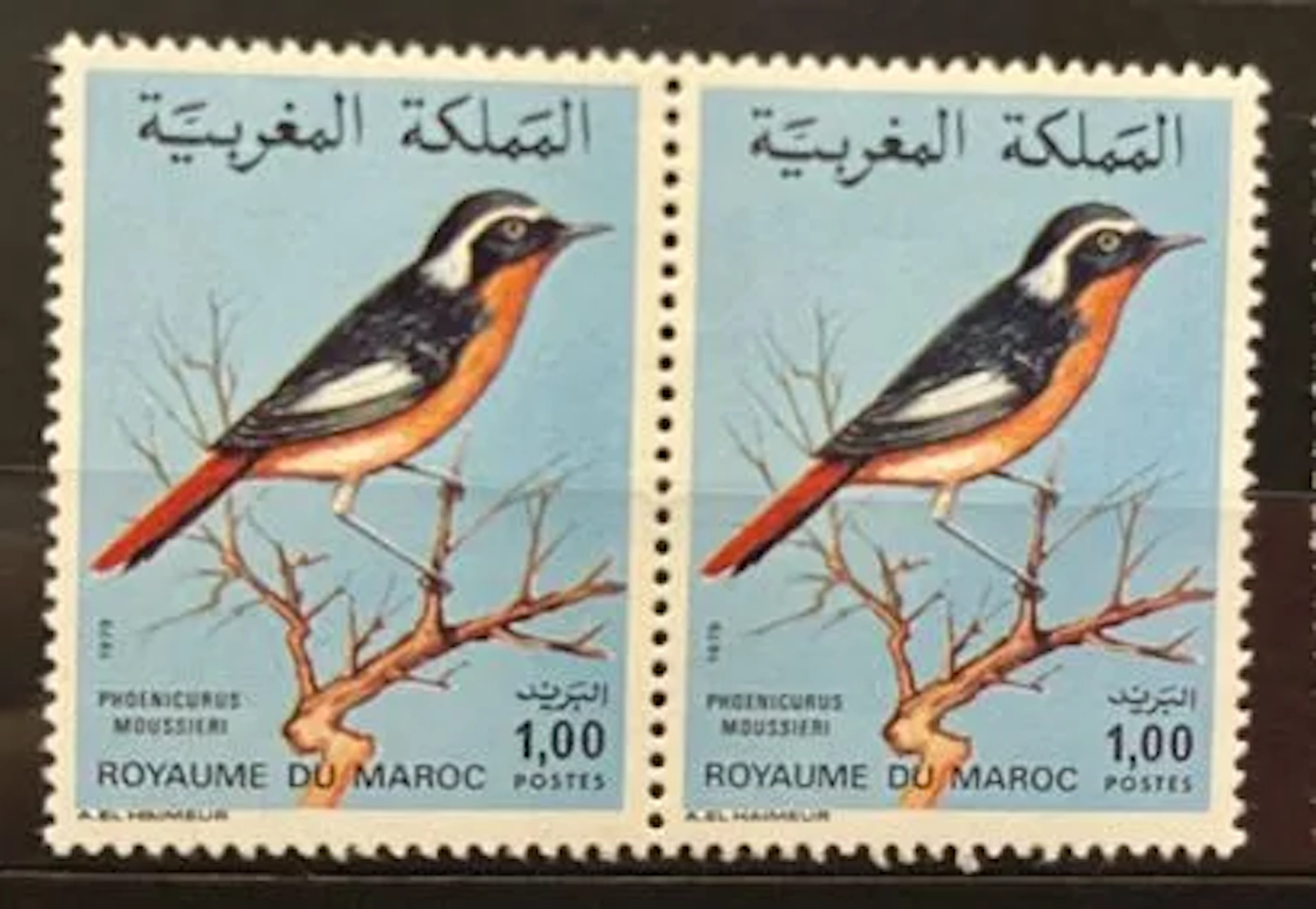MOROCCO — WILDLIFE — PHOENICURUS MOUSSIERI - Lot 155