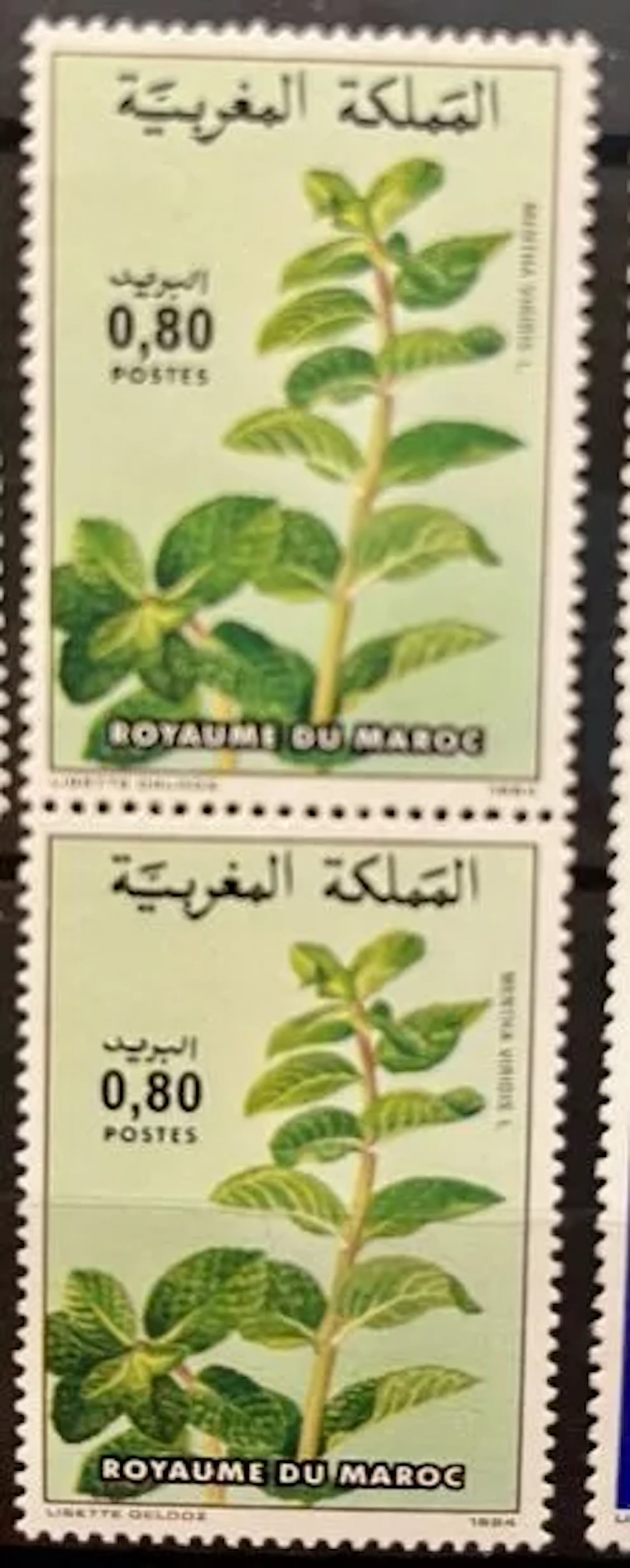 MOROCCO - Mentha viridis, flora, 1984 - Lot 67