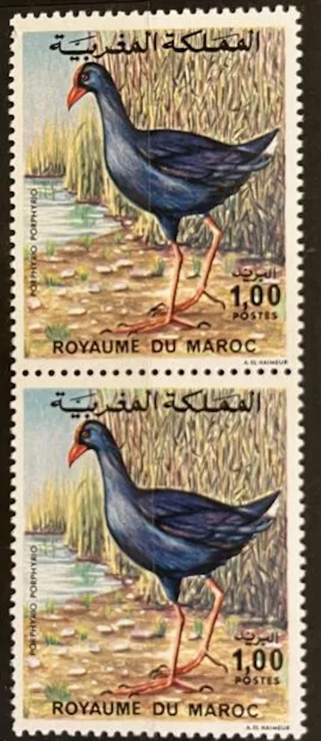 MAROC - Poule sultane / Porphyrio porphyrio, paire neuve - Lot 70