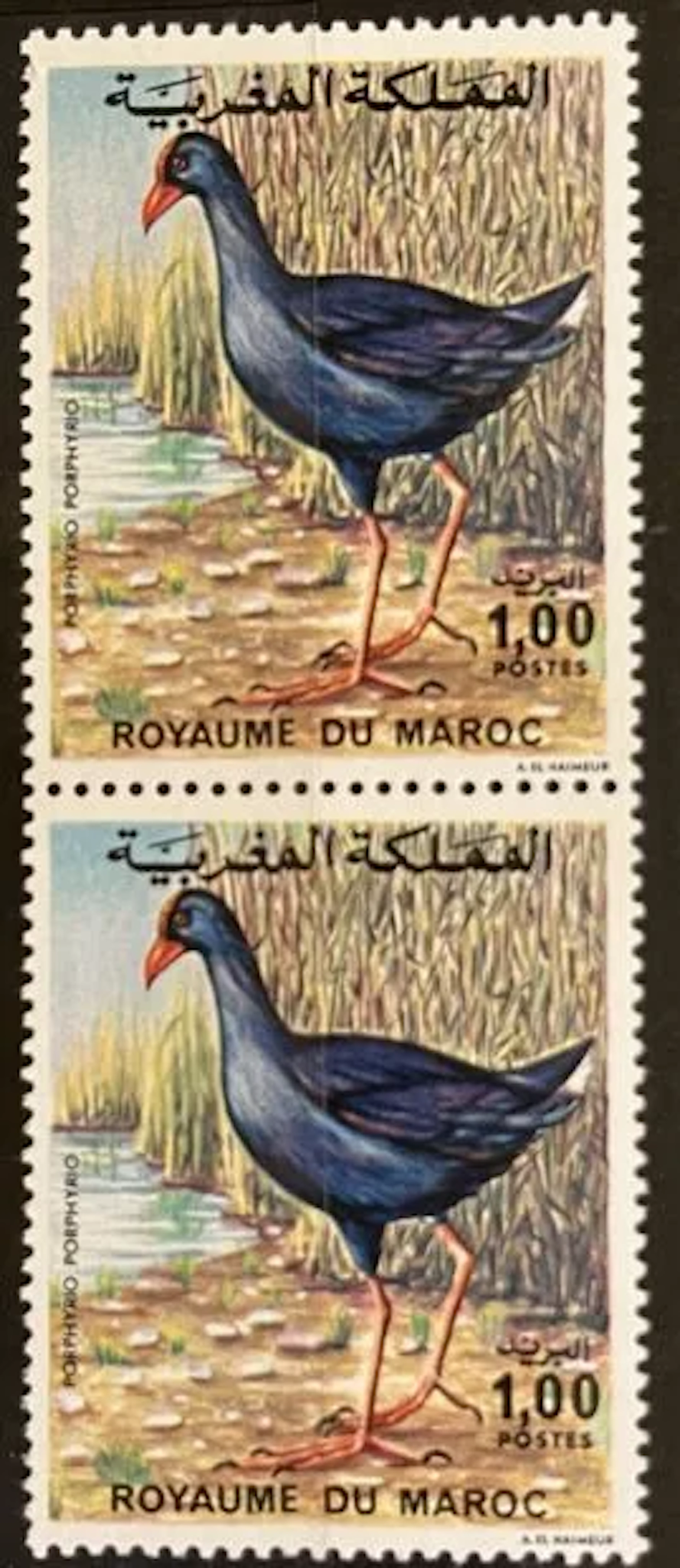 MAROC - Poule sultane / Porphyrio porphyrio, paire neuve - Lot 70