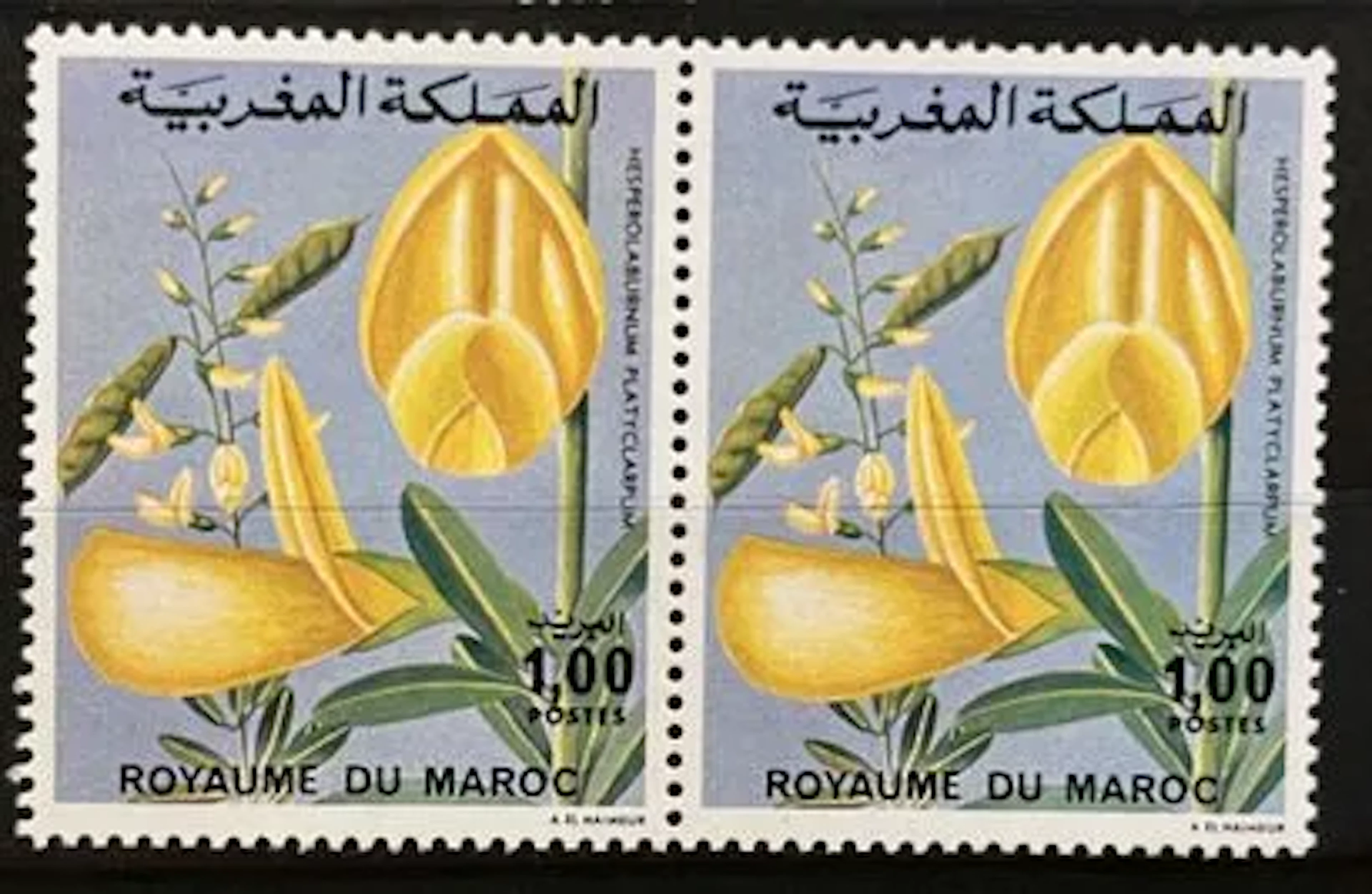 MAROC — FLORE — HESPEROLABURNUM PLATYCARPUM — 1,00 - Lot 160