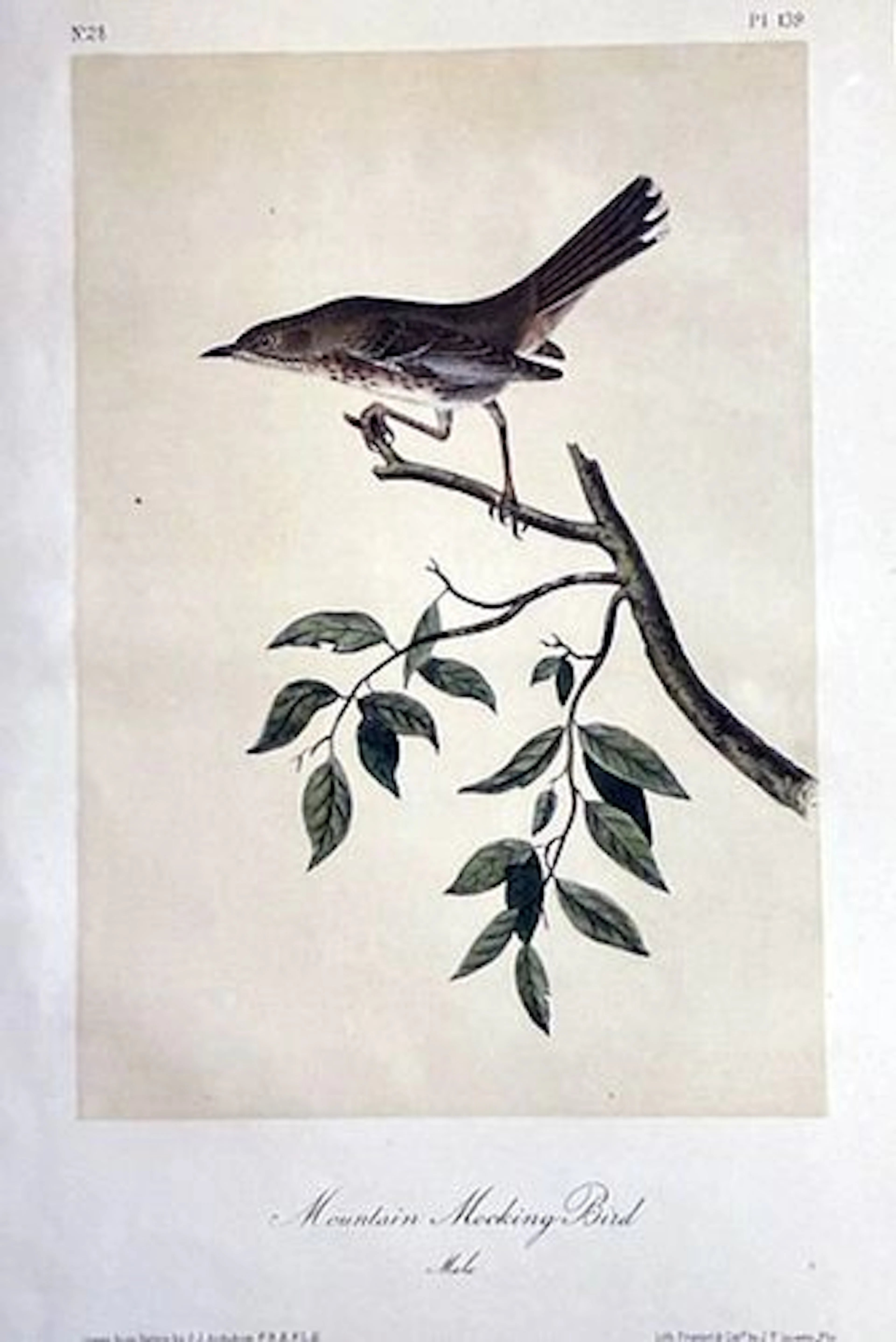 John James Audubon (After) - Mountain Mocking Bird