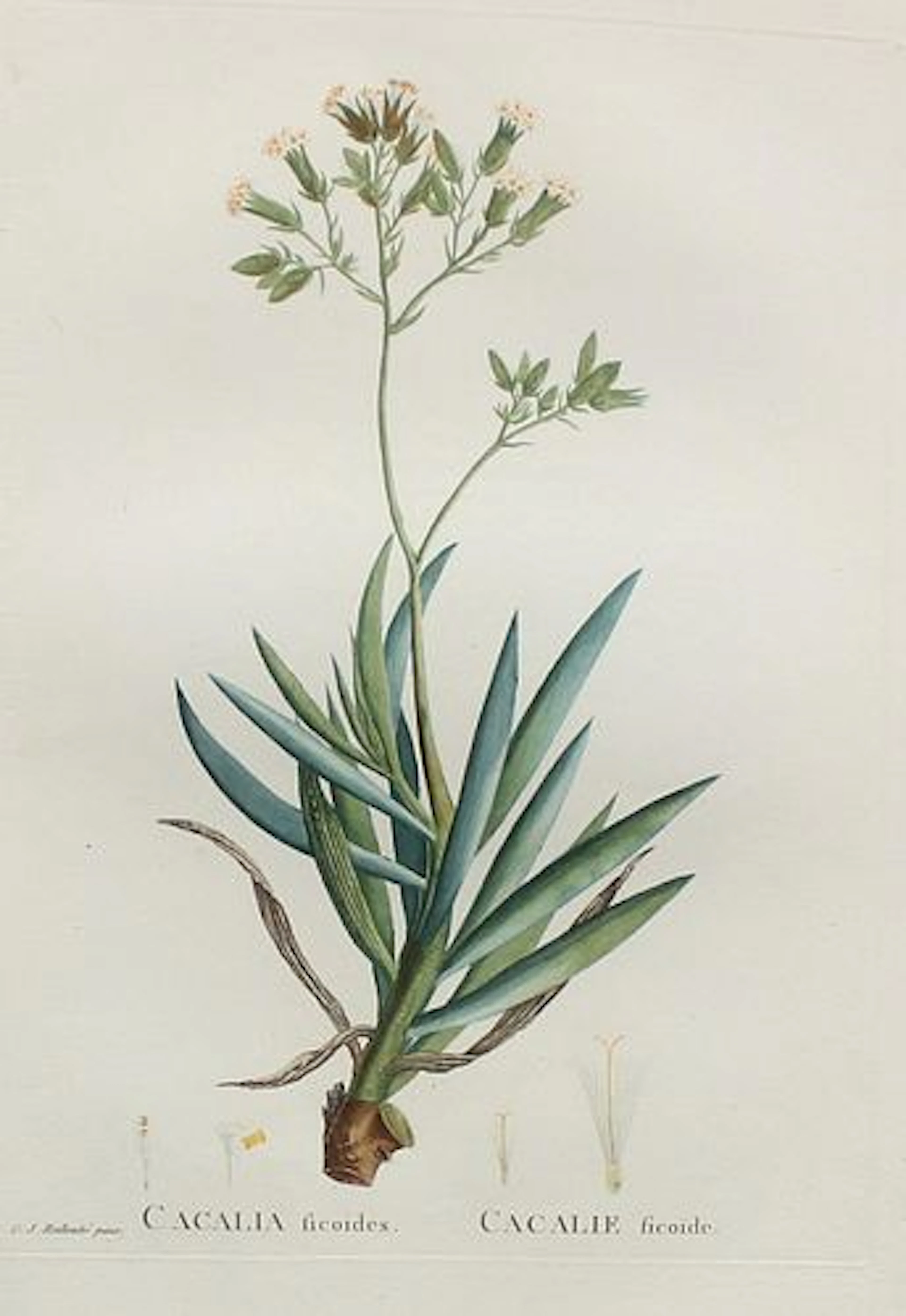 Pierre Joseph Redoute - Calcalia ficoides