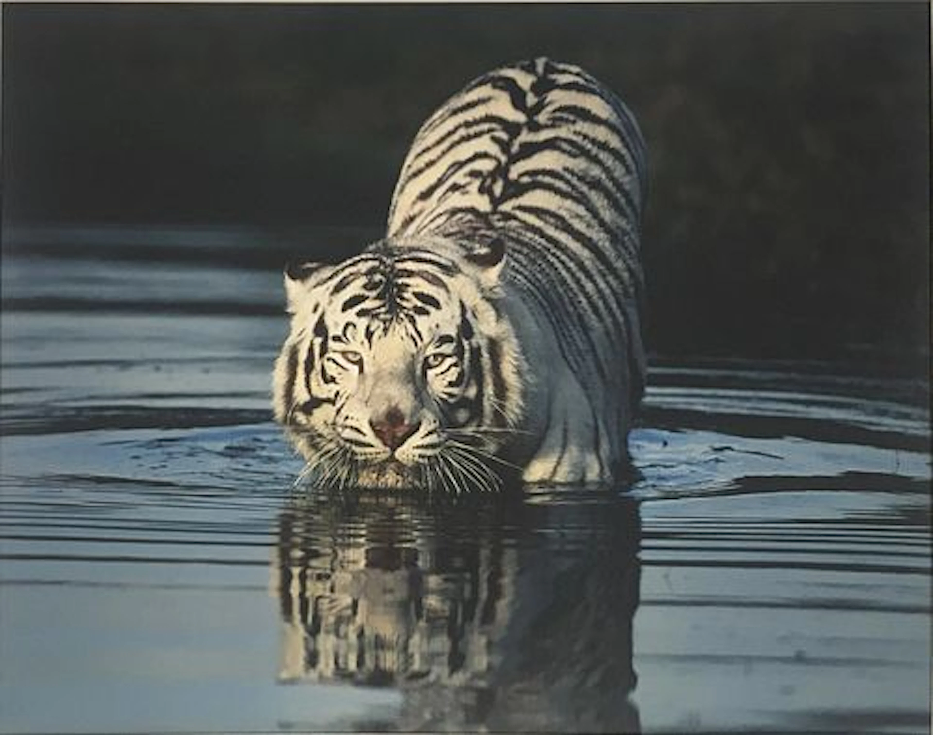 Unknown Artist - White Bengal Tiger II