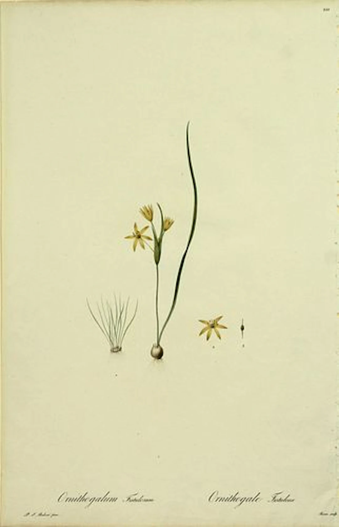 Pierre Joseph Redoute - Ornithogalum Fistulosum