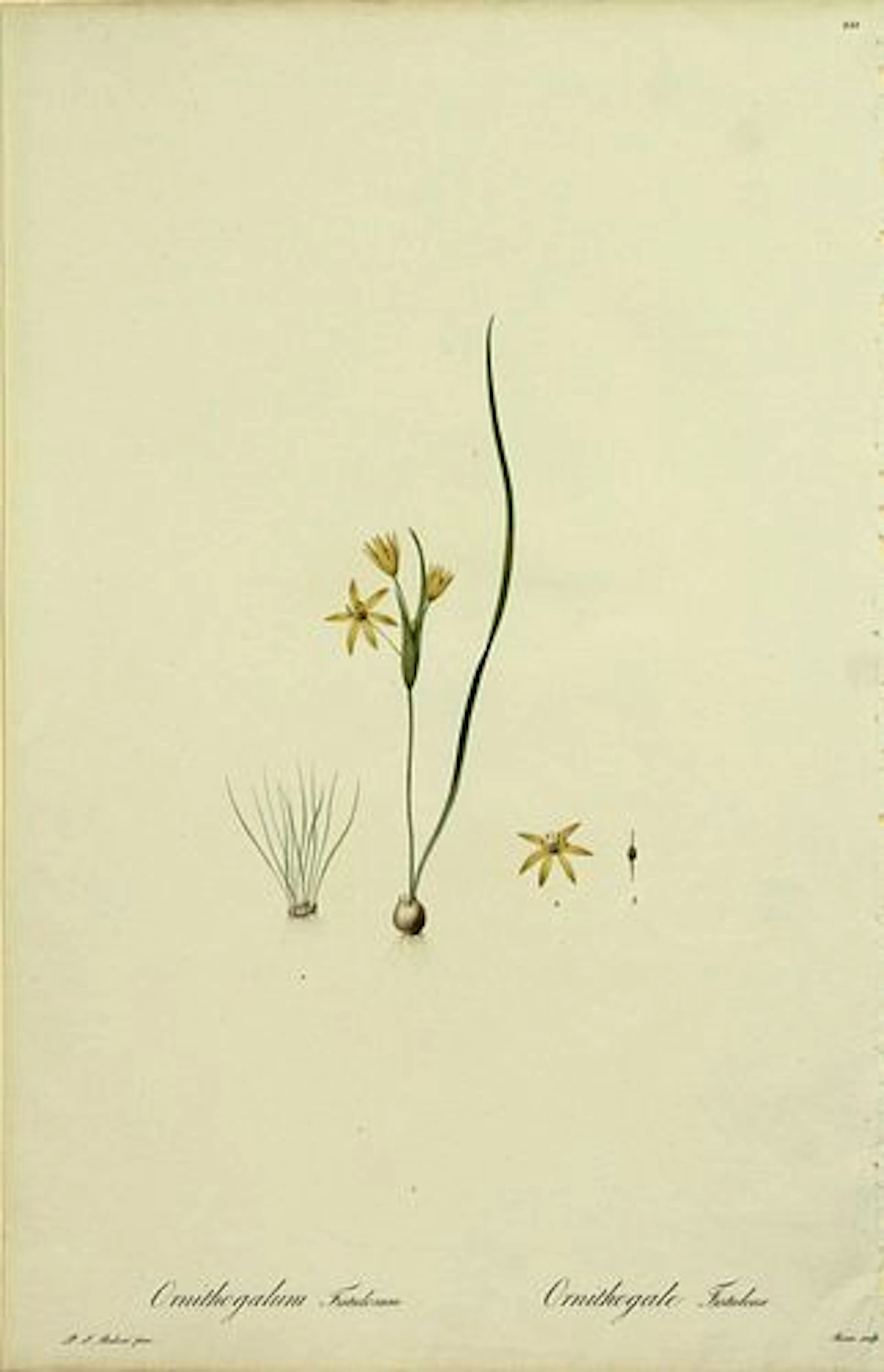 Pierre Joseph Redoute - Ornithogalum Fistulosum