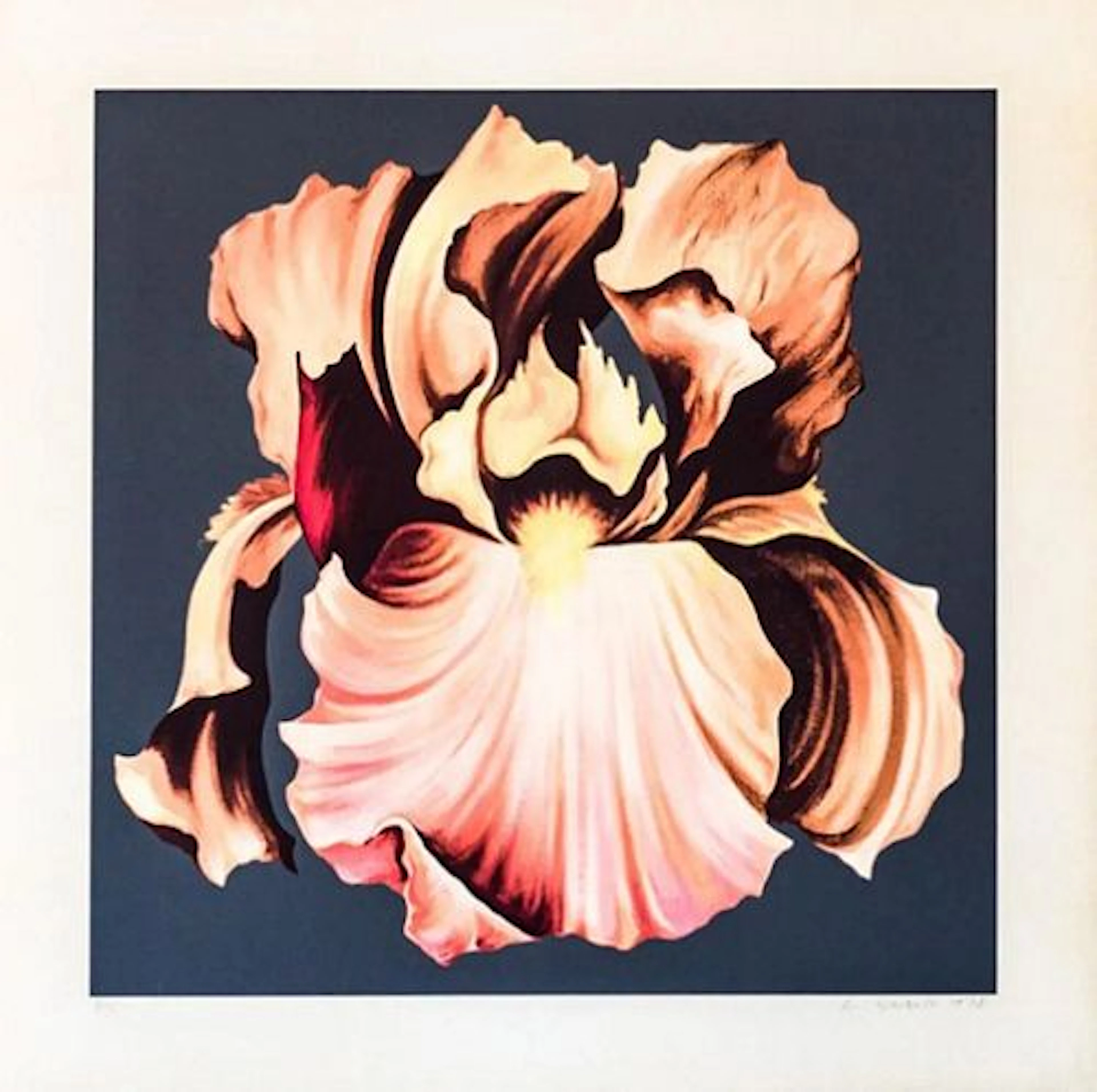 Lowell Nesbitt - Iris