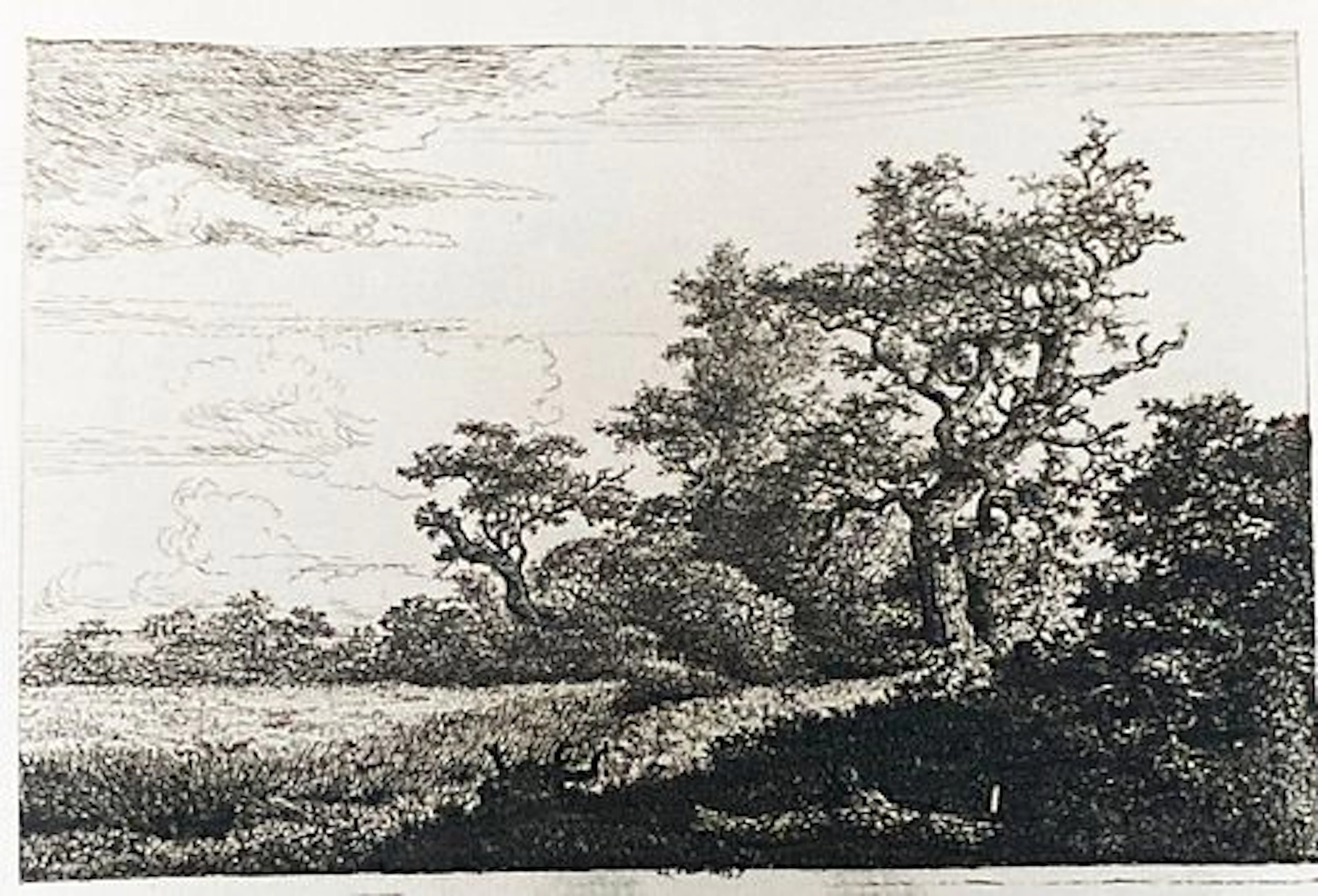 Jacob van Ruisdael - Grainfield at the Edge of a Wood