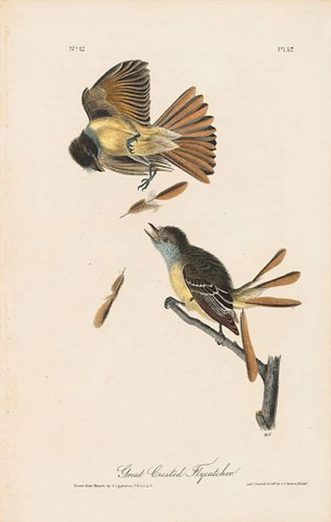 John James Audubon (After) - Great Crested Flycatcher