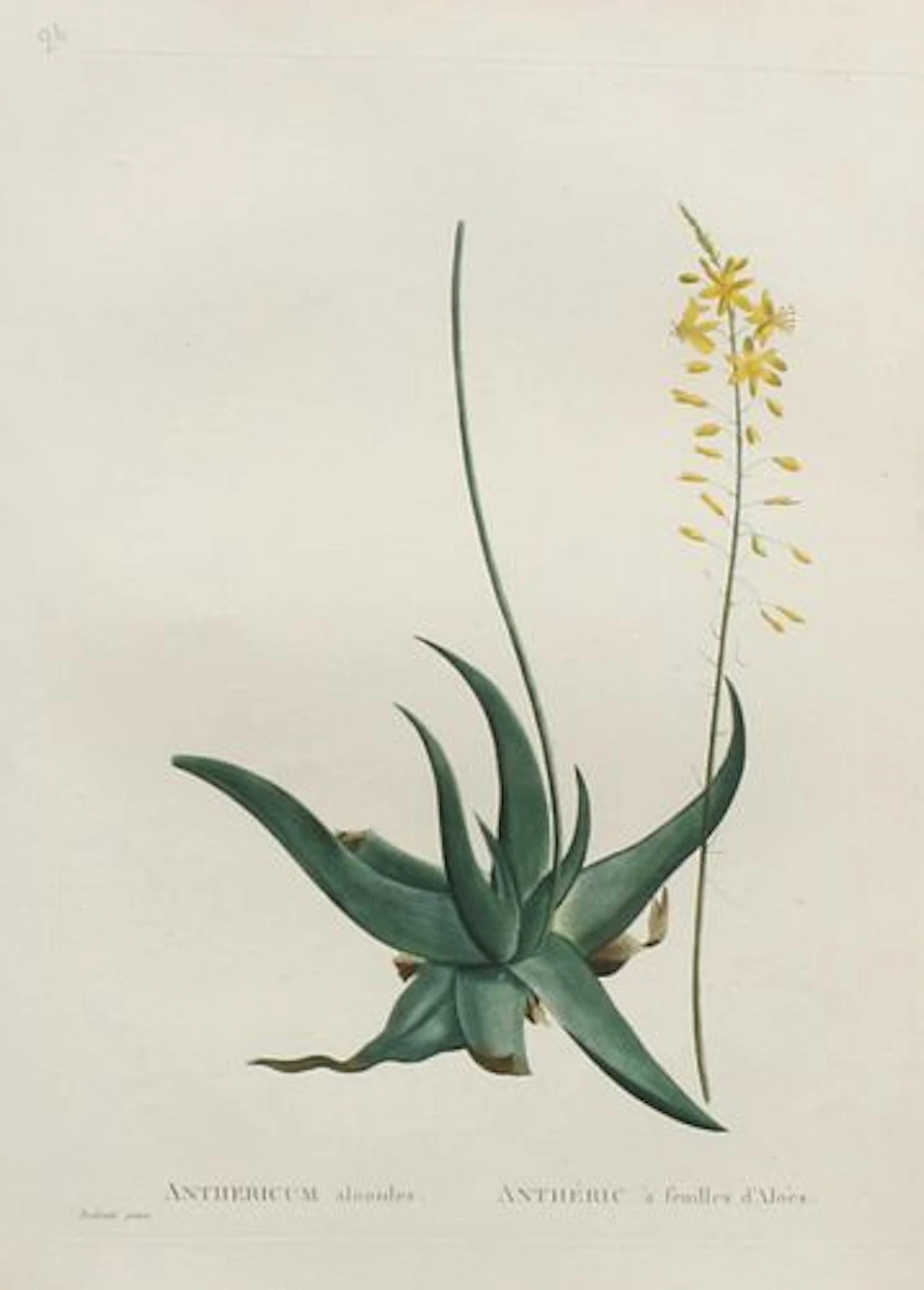 Pierre Joseph Redoute - Anthericum alooides
