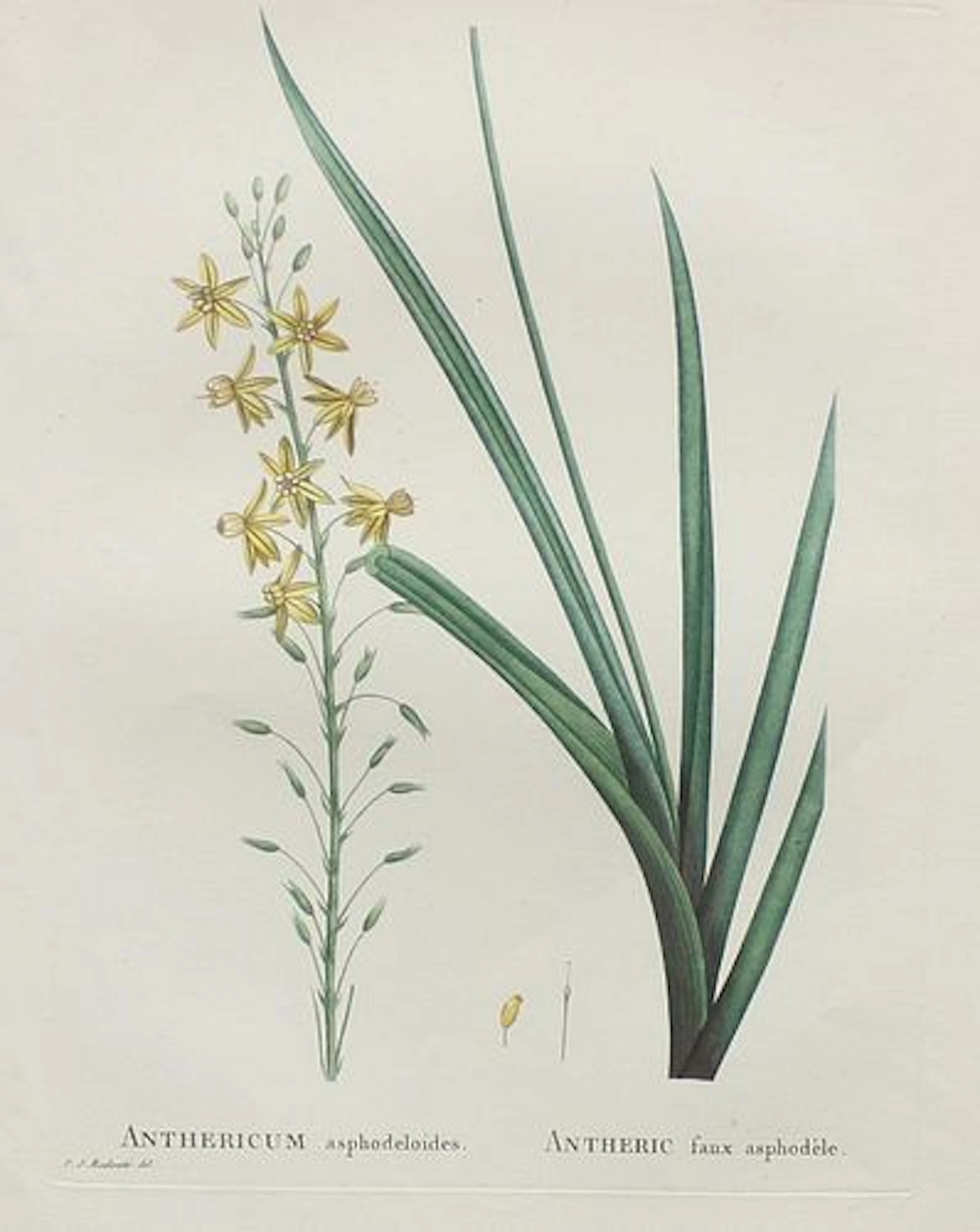 Pierre Joseph Redoute - Anthericum A