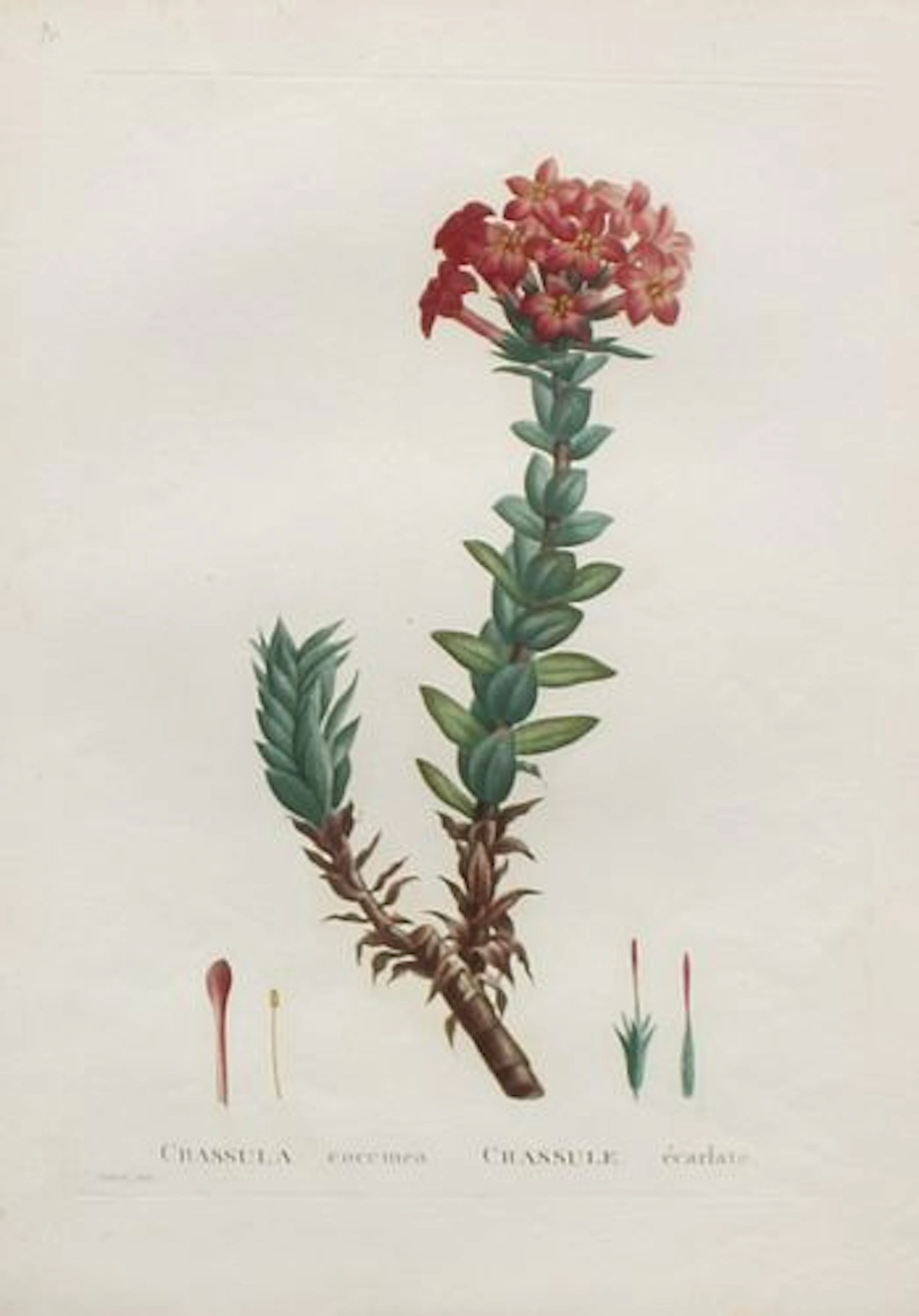 Pierre Joseph Redoute - Crassula coccinea