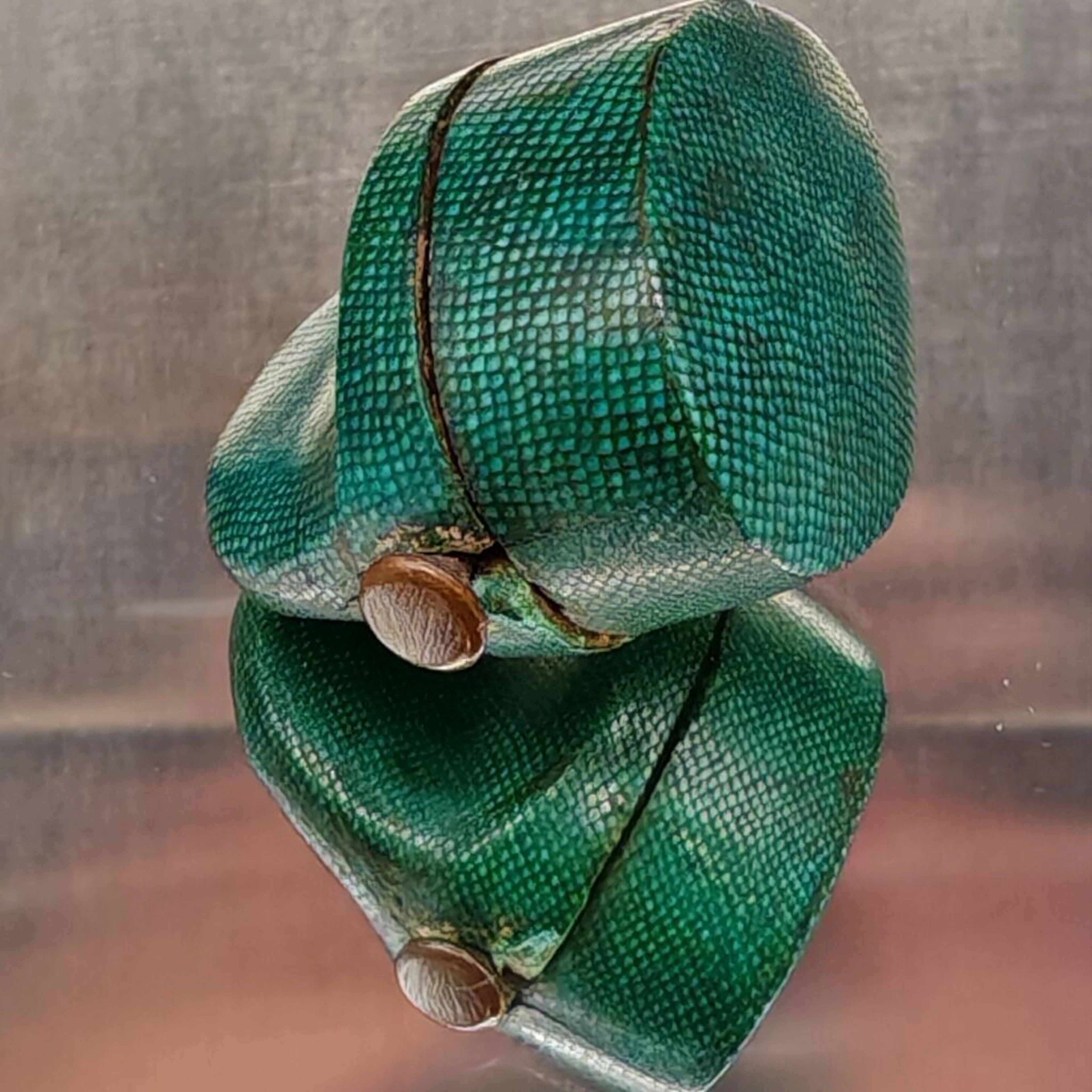 A charming little ring box in the shape of a clog, covered in green-dyed