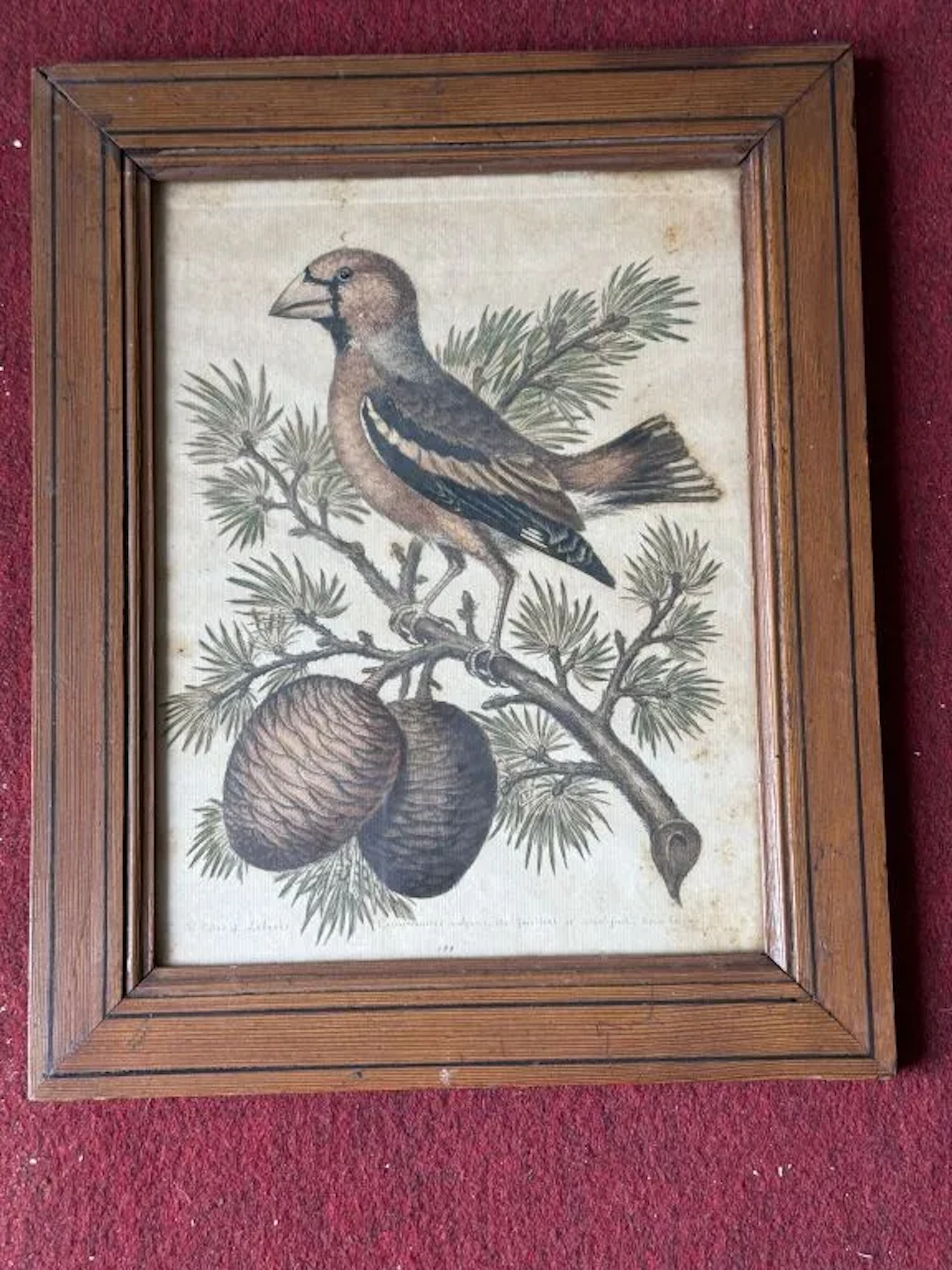 According to Go.EDWARDS. “The Cedar of Libanus. Coccothraustes Vulargis.