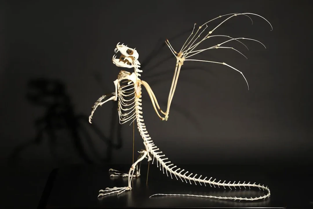 Dragon, my beautiful Dragon! Skeleton of a winged dragon made of bone