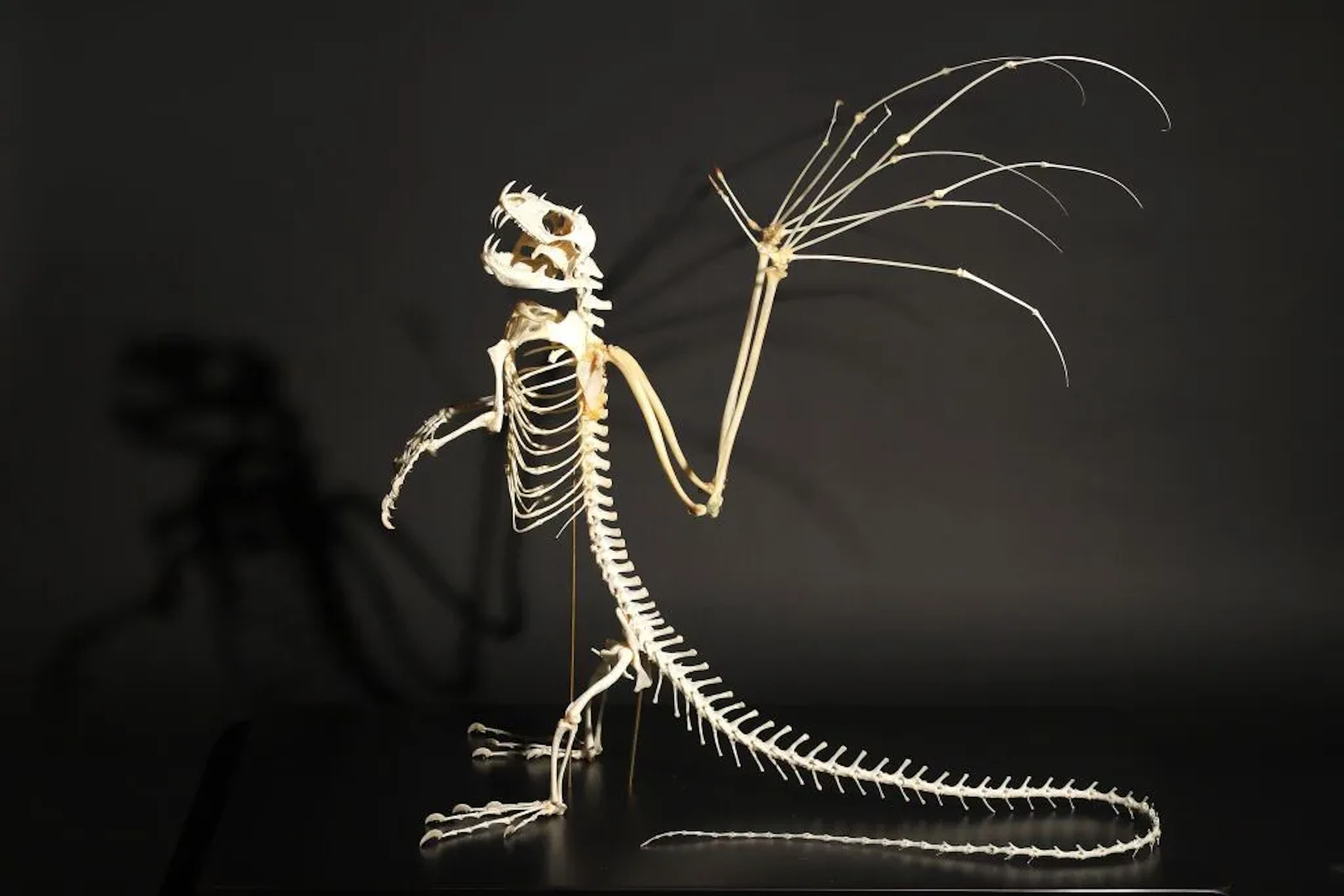 Dragon, my beautiful Dragon! Skeleton of a winged dragon made of bone