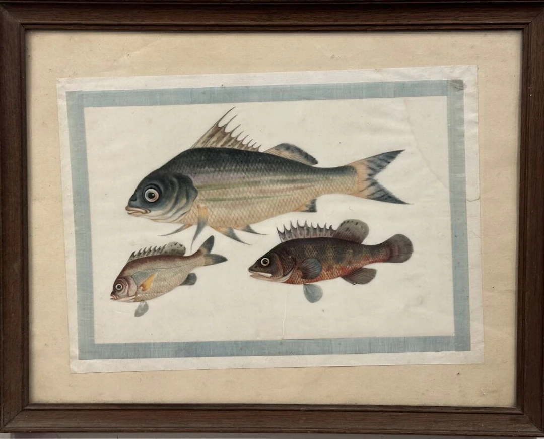 Probably CHINA, 19th century. Study of three fish, rendered in watercolor