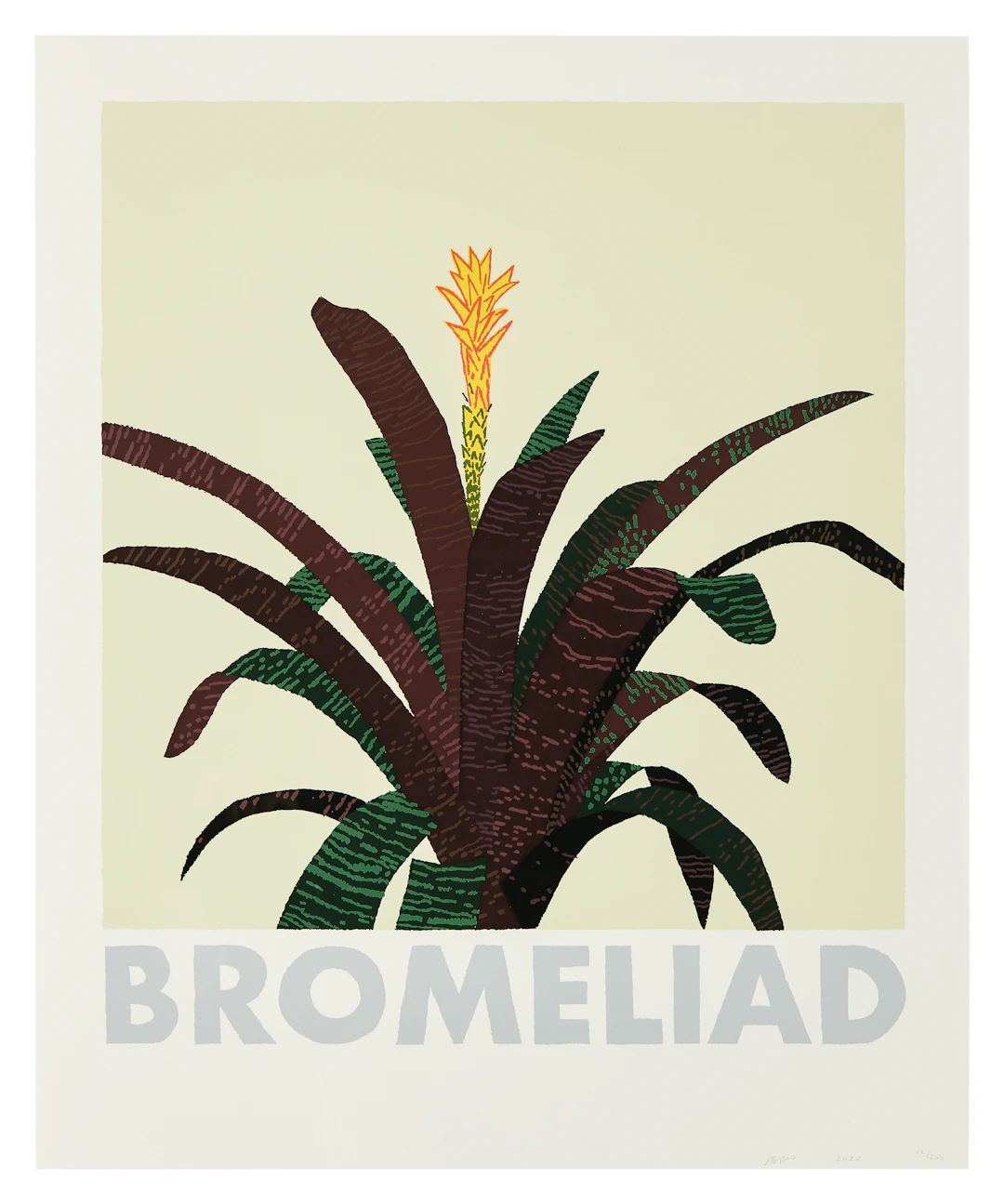 Bromeliad
