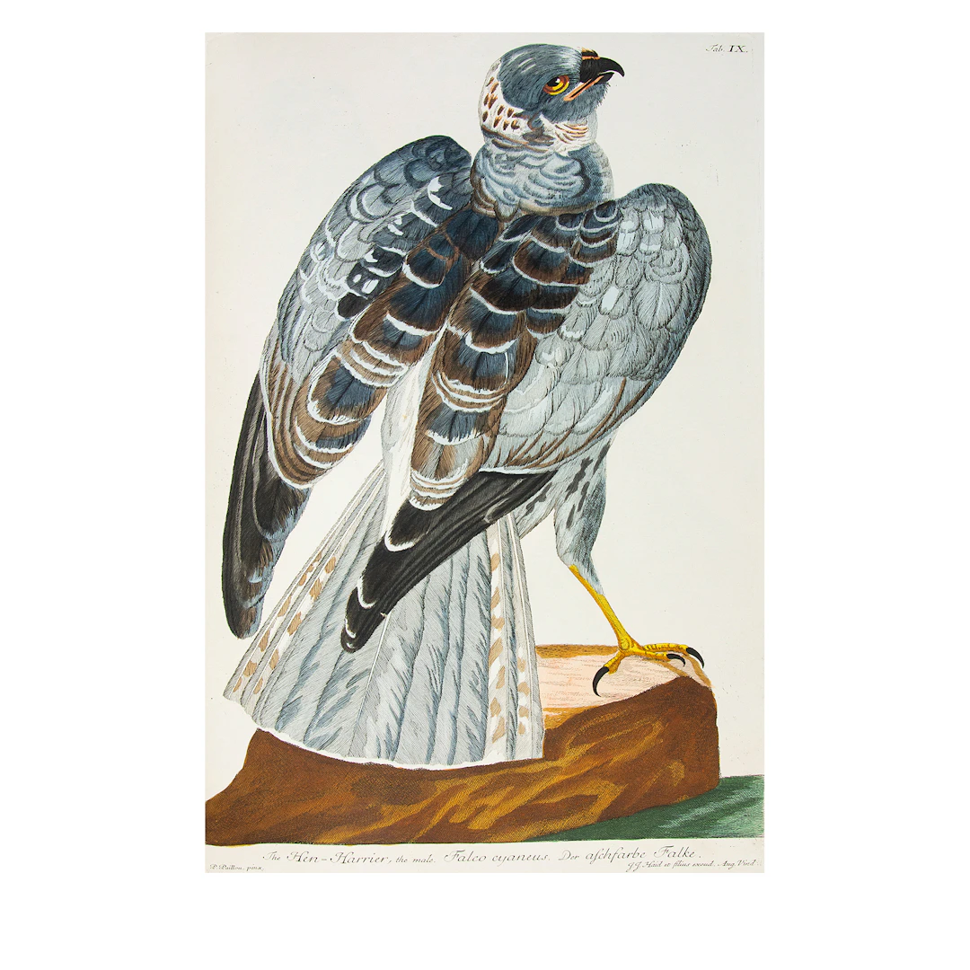 Zoologia Britannica