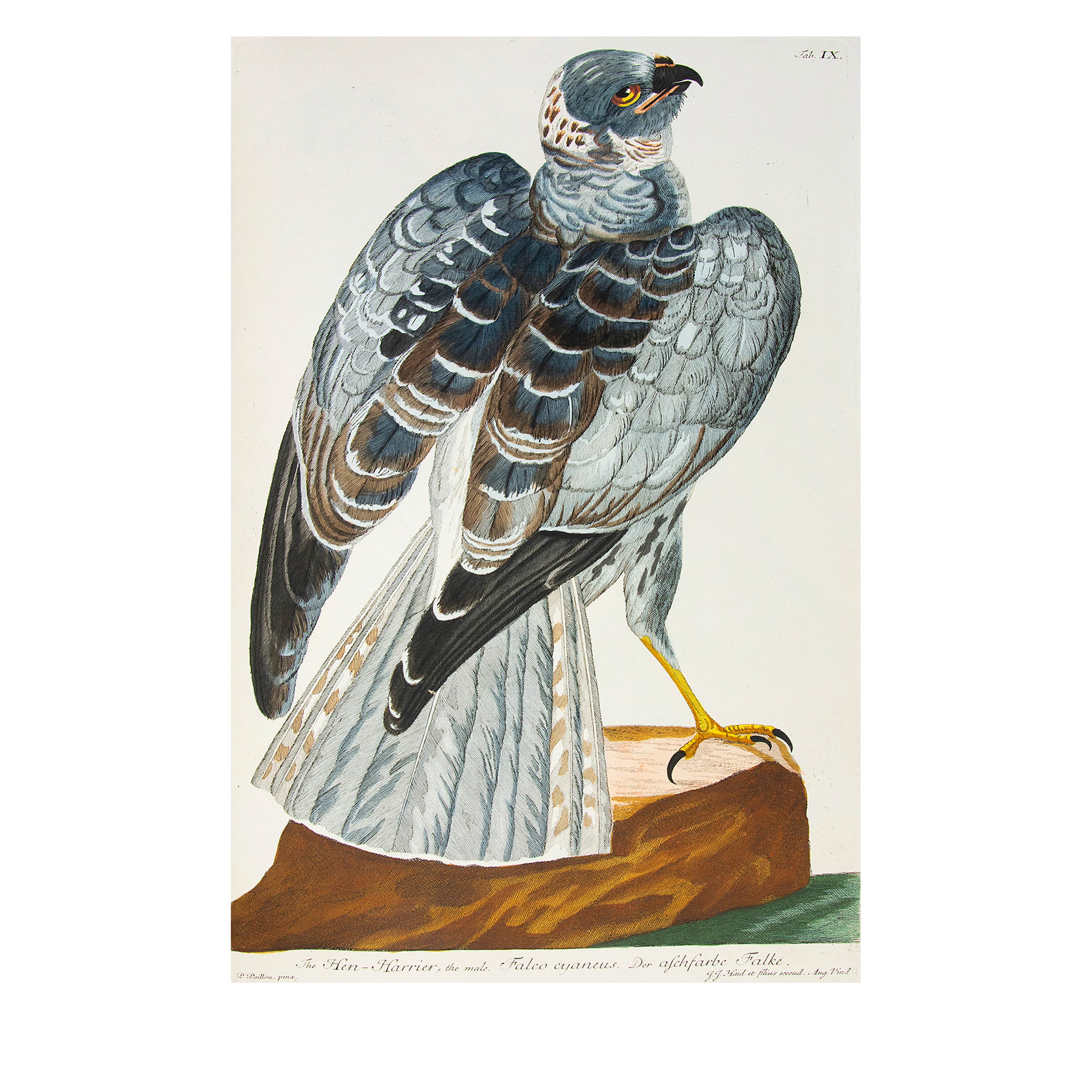 Zoologia Britannica