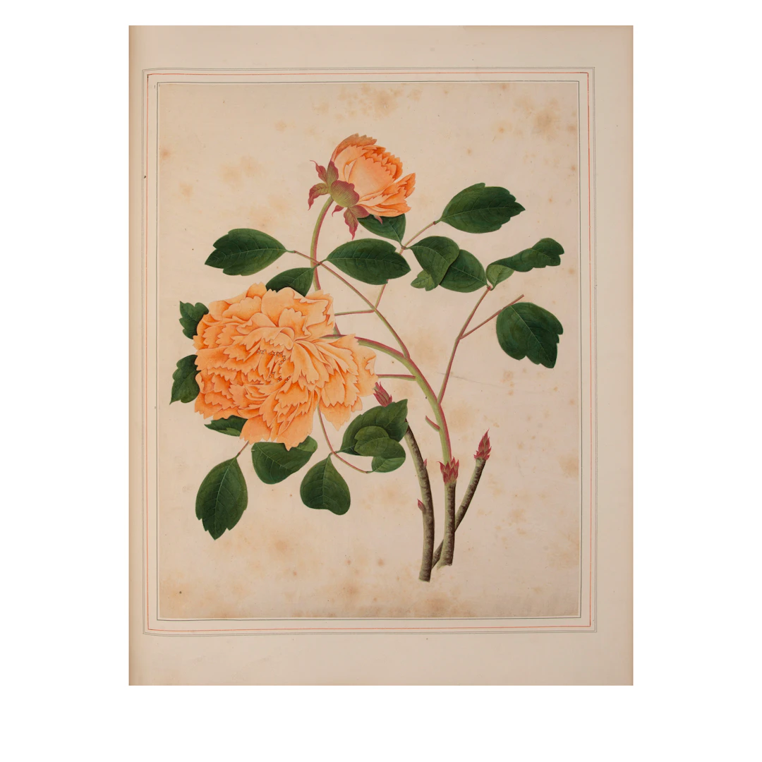 Album Of Watercolors Of Flowers, Fruit And Silkworms