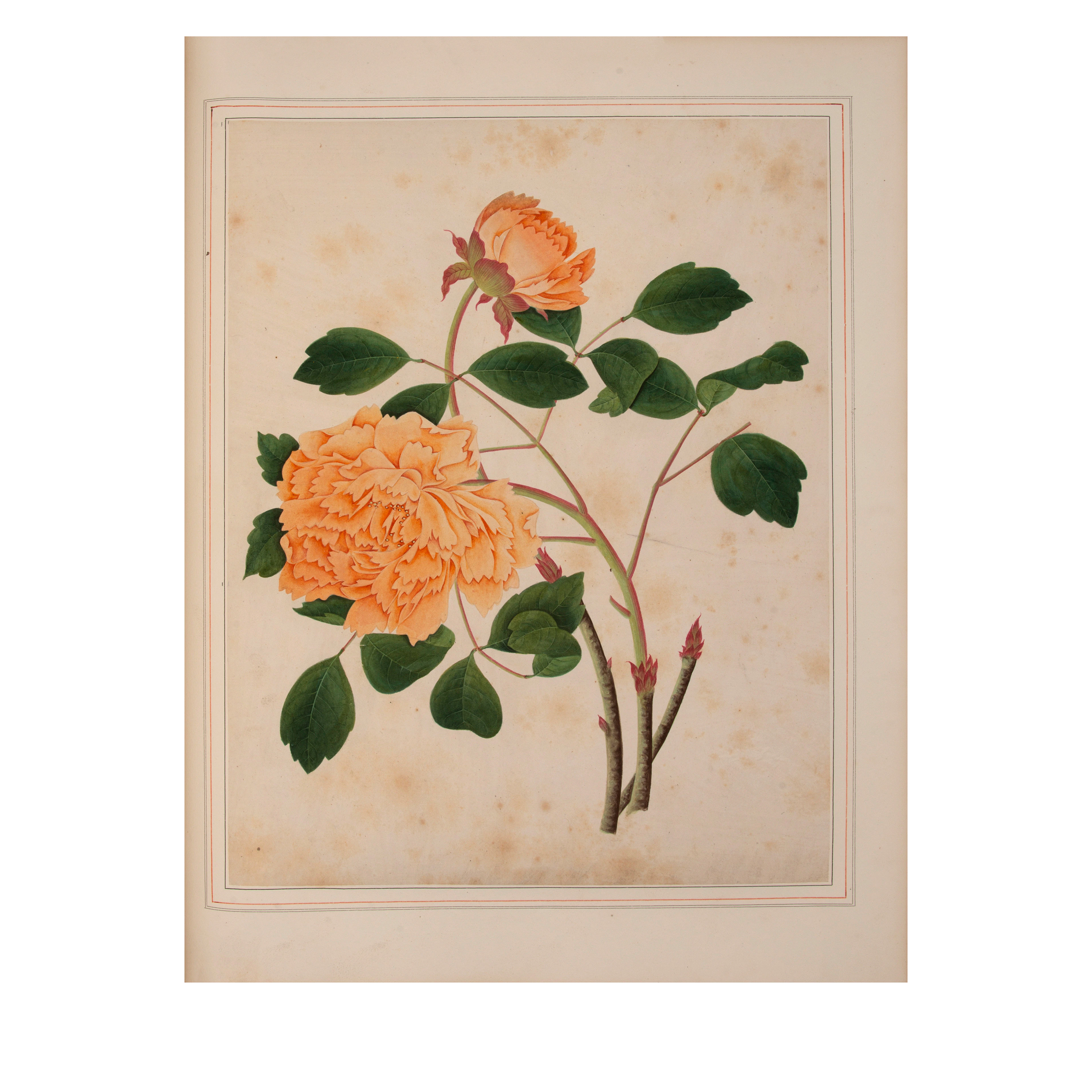 Album Of Watercolors Of Flowers, Fruit And Silkworms